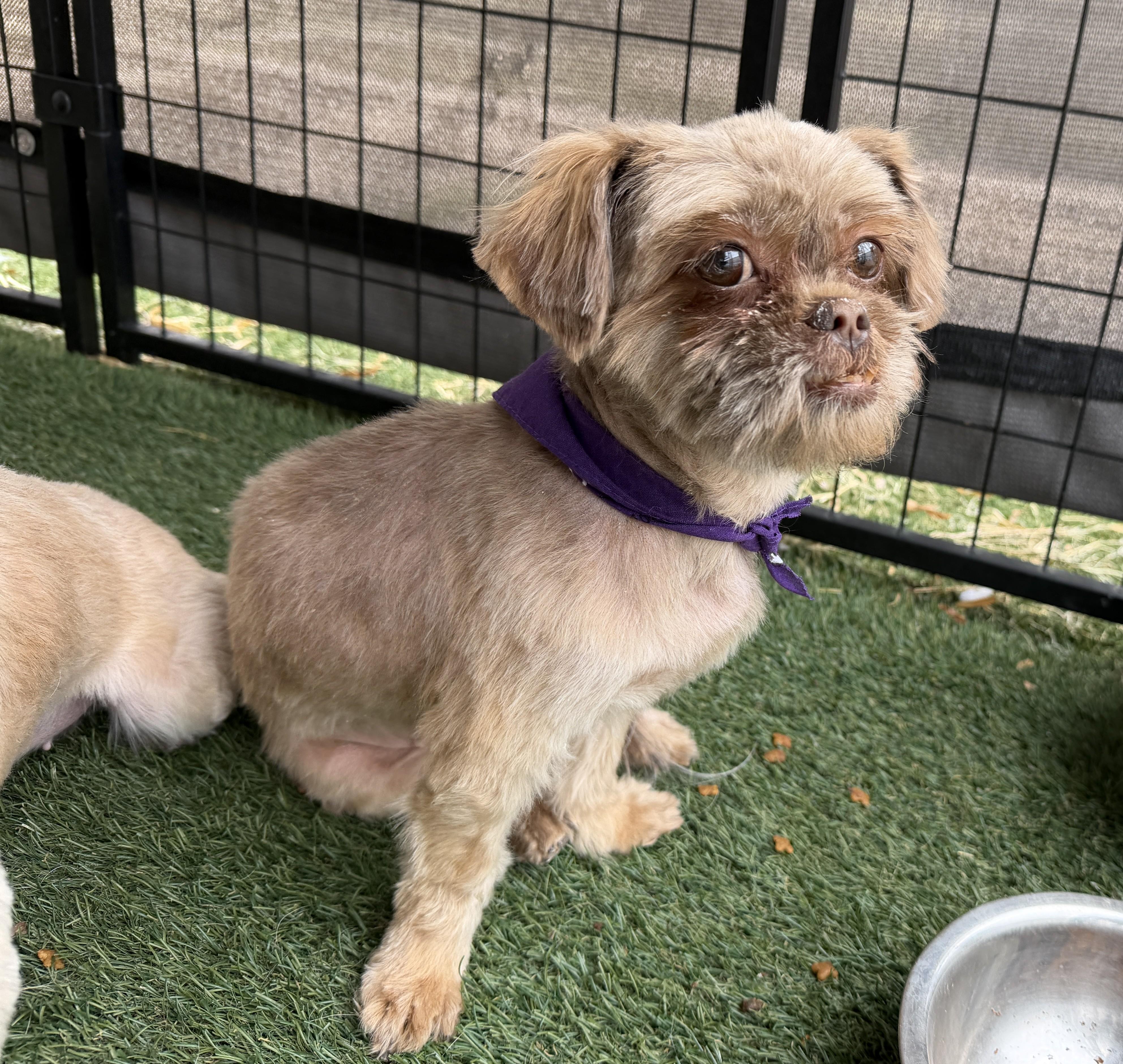 Tiffany, an adopted Shih Tzu in El Paso, TX image 2/6