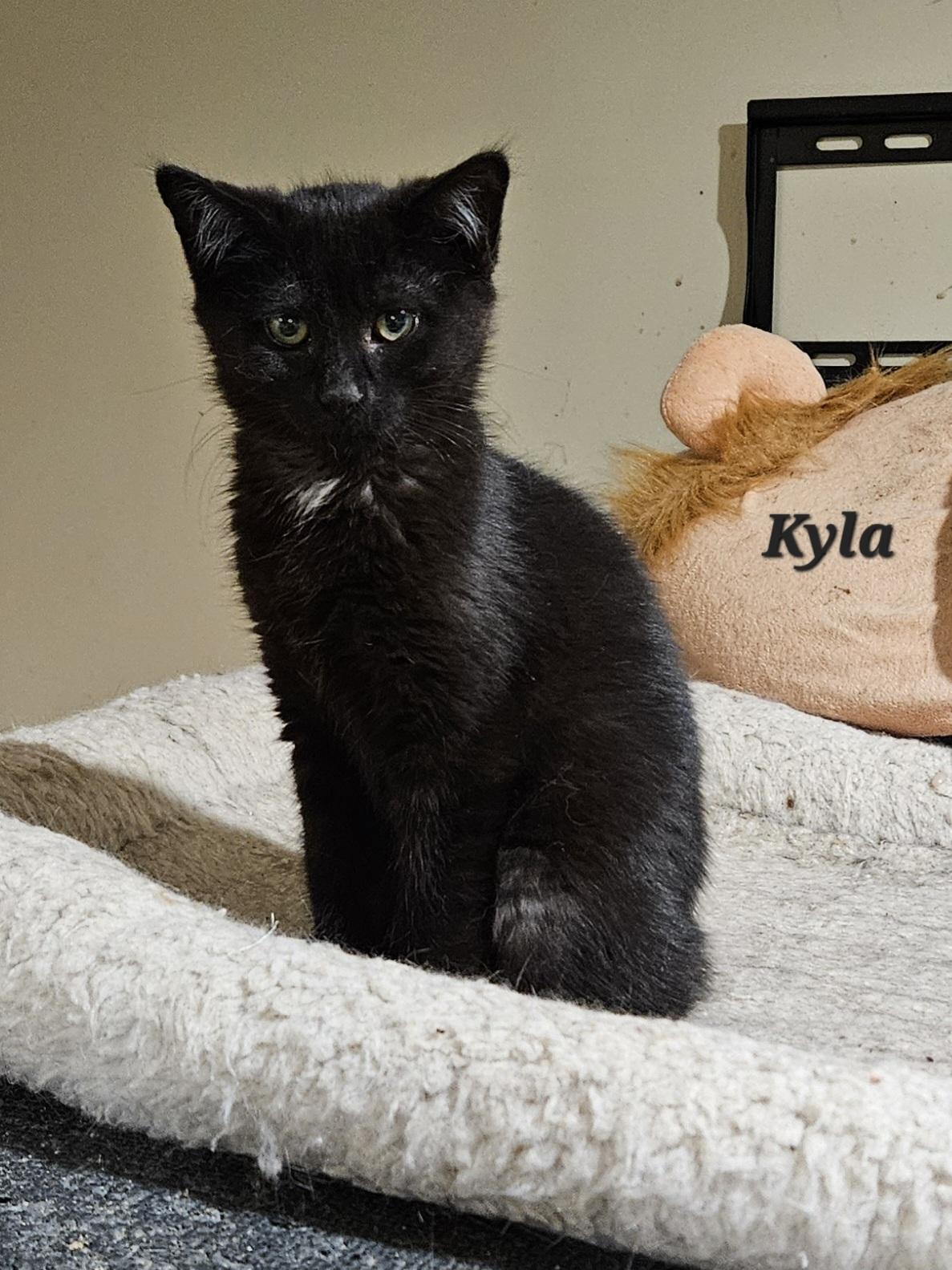 Enlarge Kyla, a Adoptable Domestic Short Hair in Bethlehem, PA image 1/2