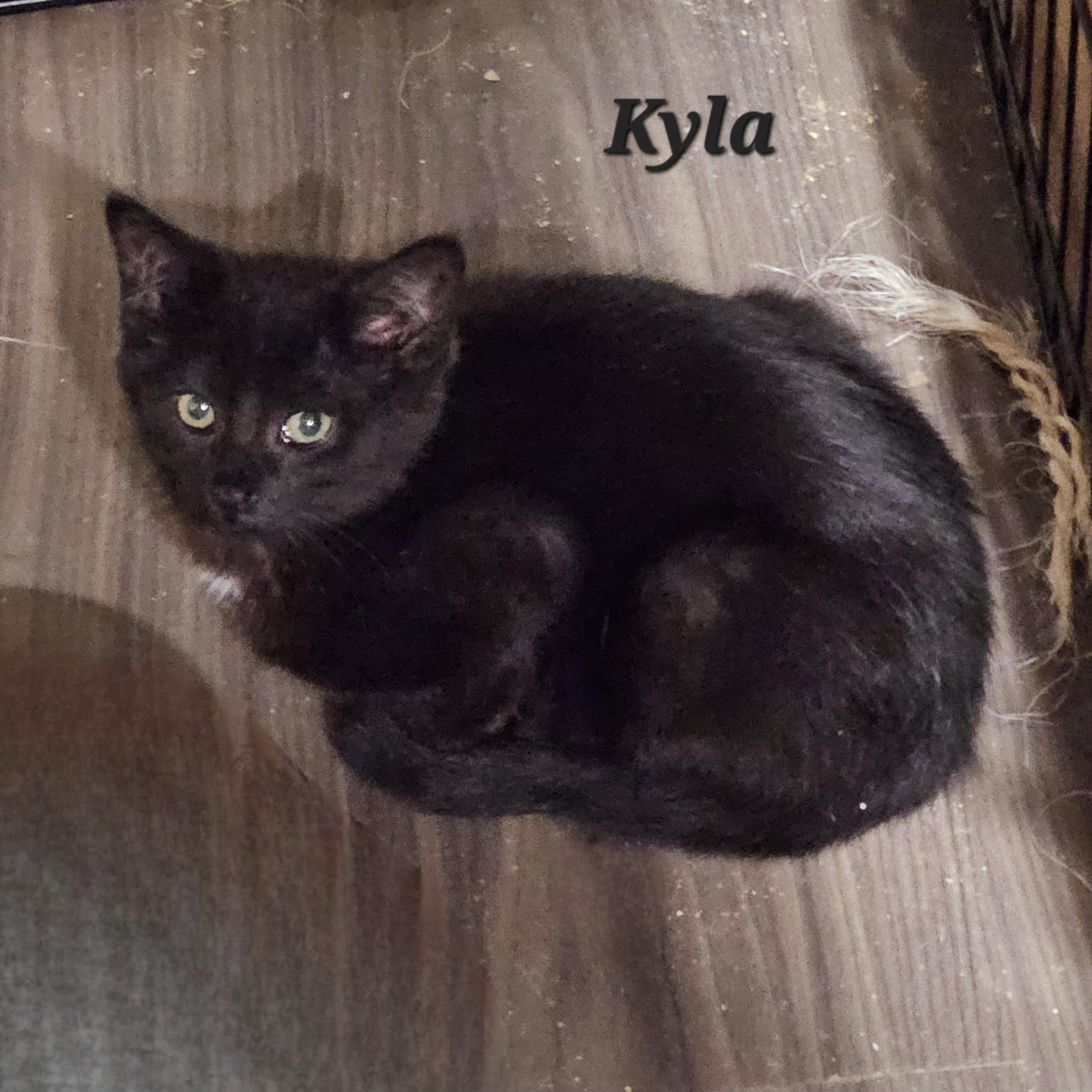 Enlarge Kyla, a Adoptable Domestic Short Hair in Bethlehem, PA image 2/2