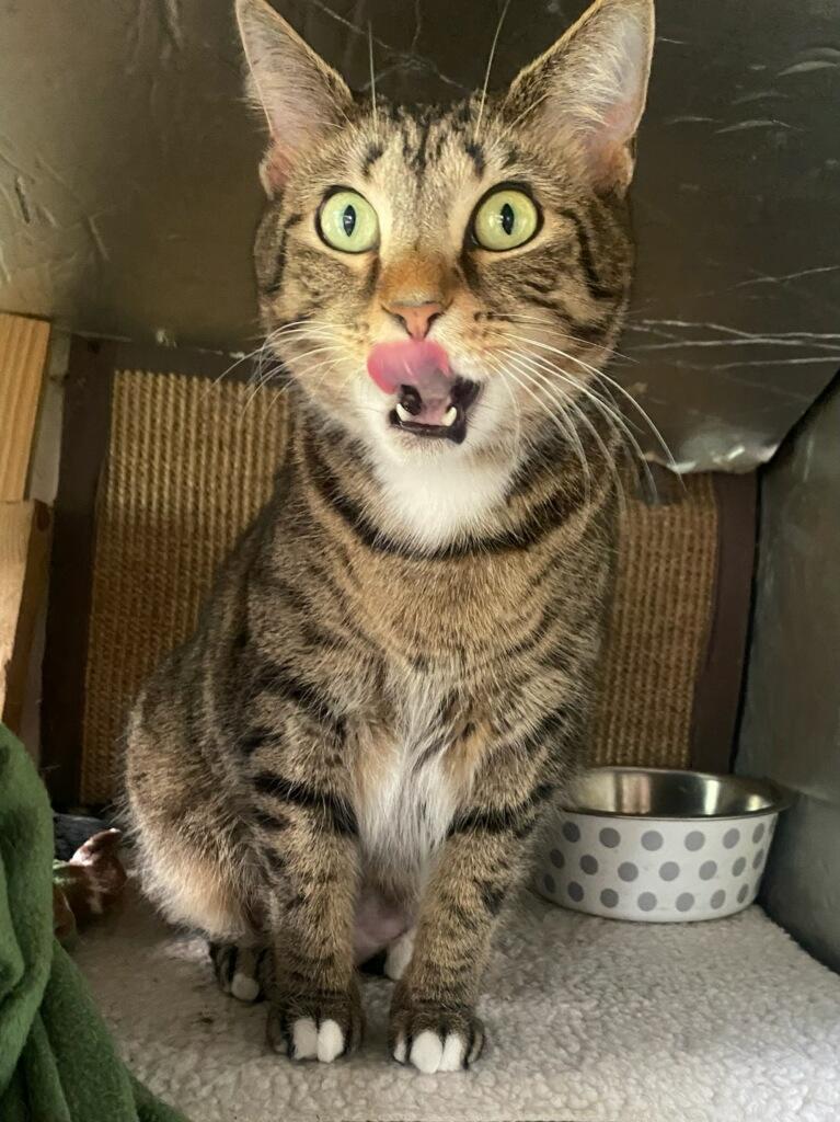 Piper