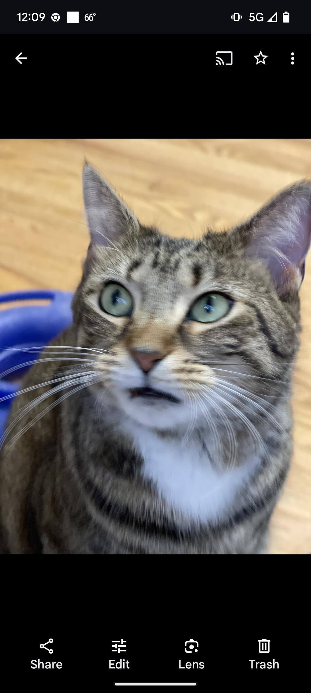 Piper