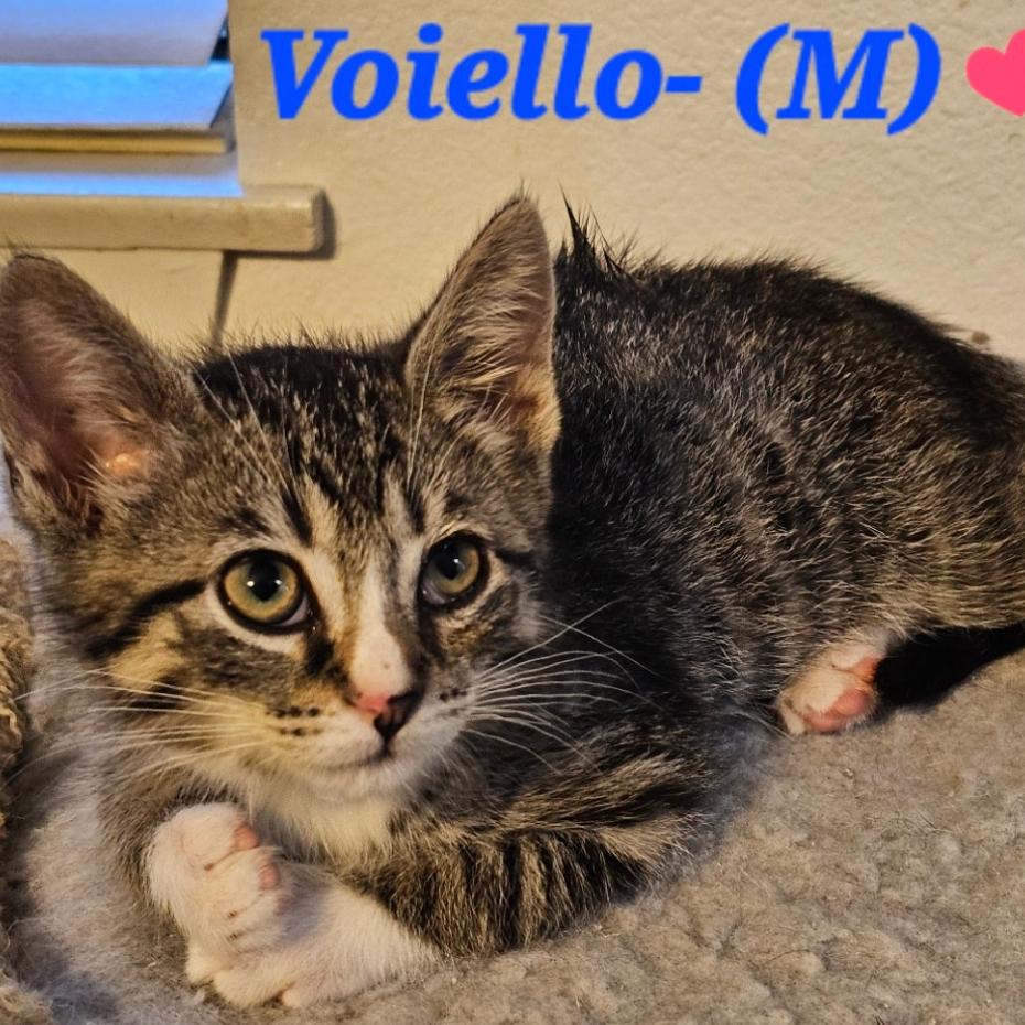 Voiello, Adoptable, Kitten Male Domestic Short Hair.