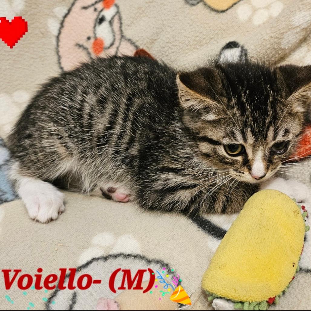 Voiello, a Adoptable Domestic Short Hair in Westminster, CA image 2/2