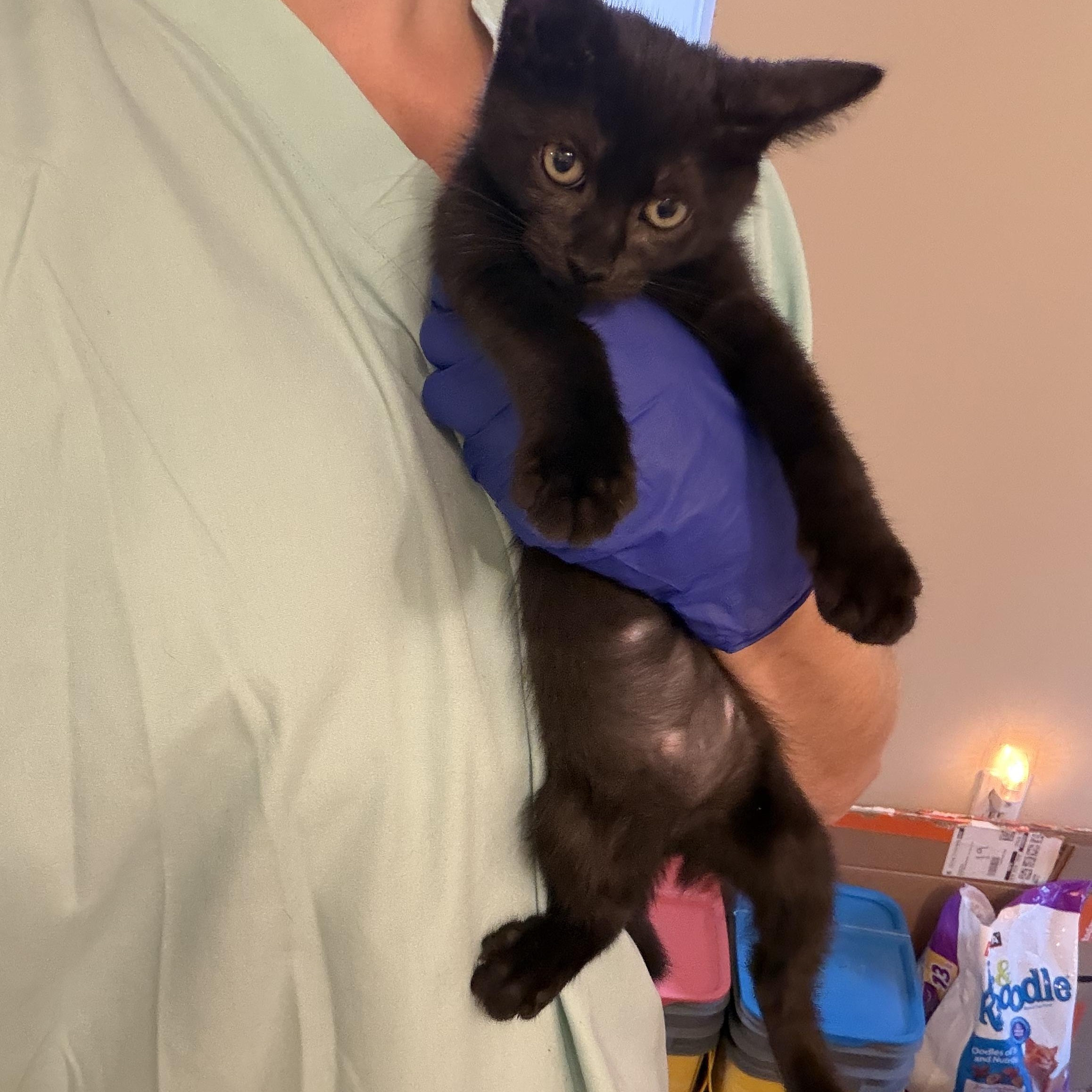 Enlarge Luna Lovegood, a Adoptable Domestic Short Hair in Brentwood, NY image 4/5