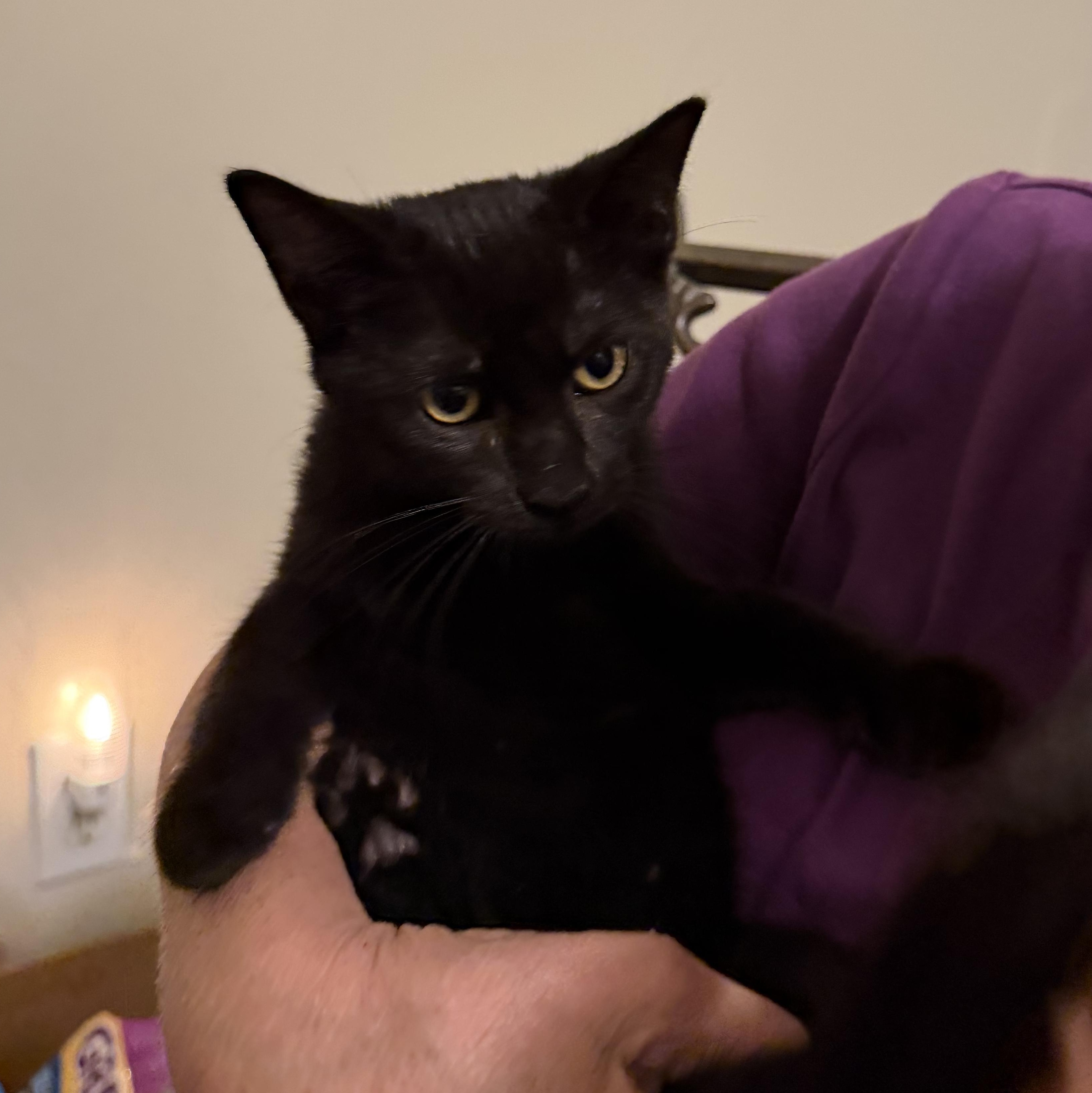 Enlarge Luna Lovegood, a Adoptable Domestic Short Hair in Brentwood, NY image 3/5