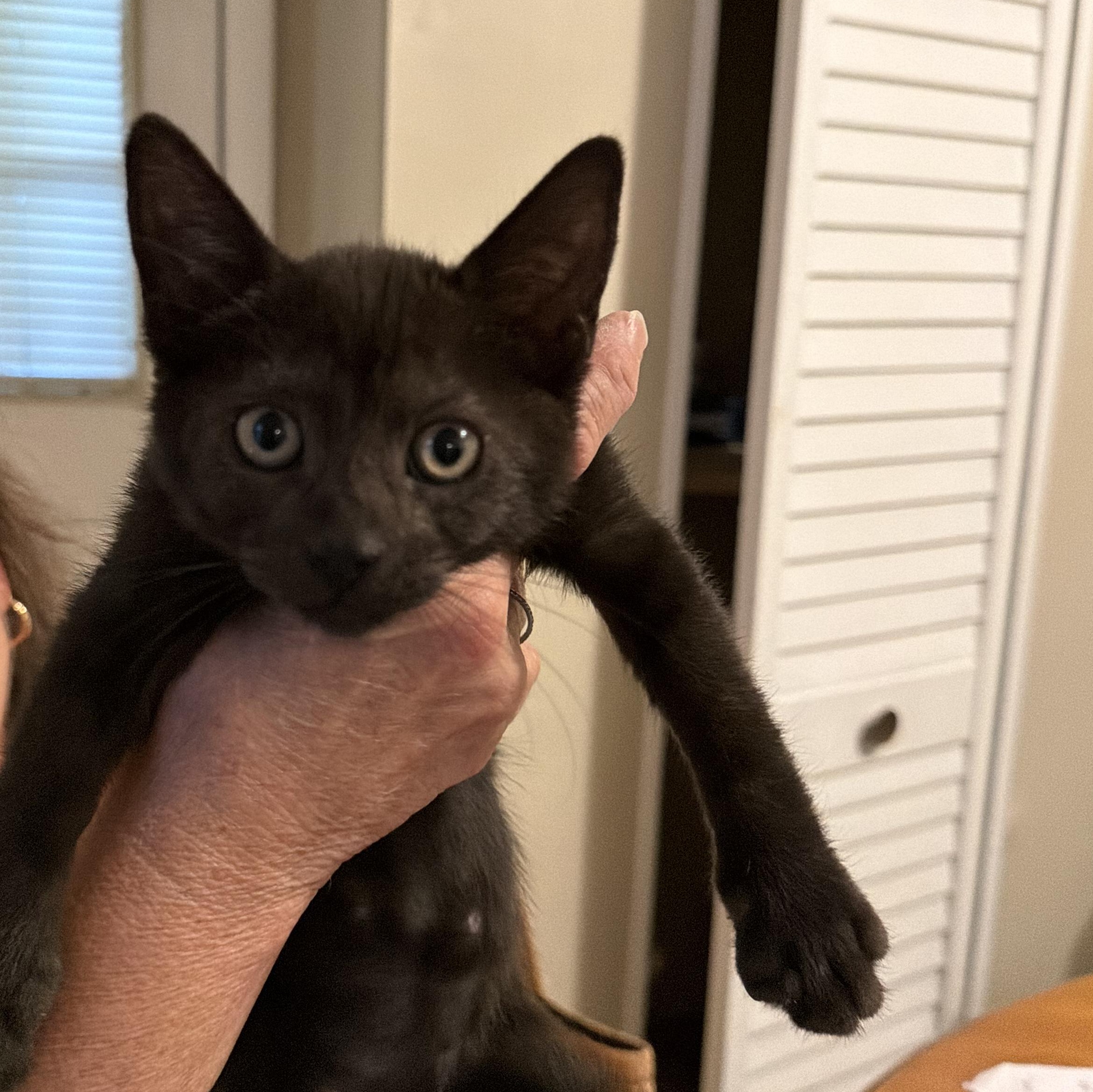 Enlarge Luna Lovegood, a Adoptable Domestic Short Hair in Brentwood, NY image 1/5