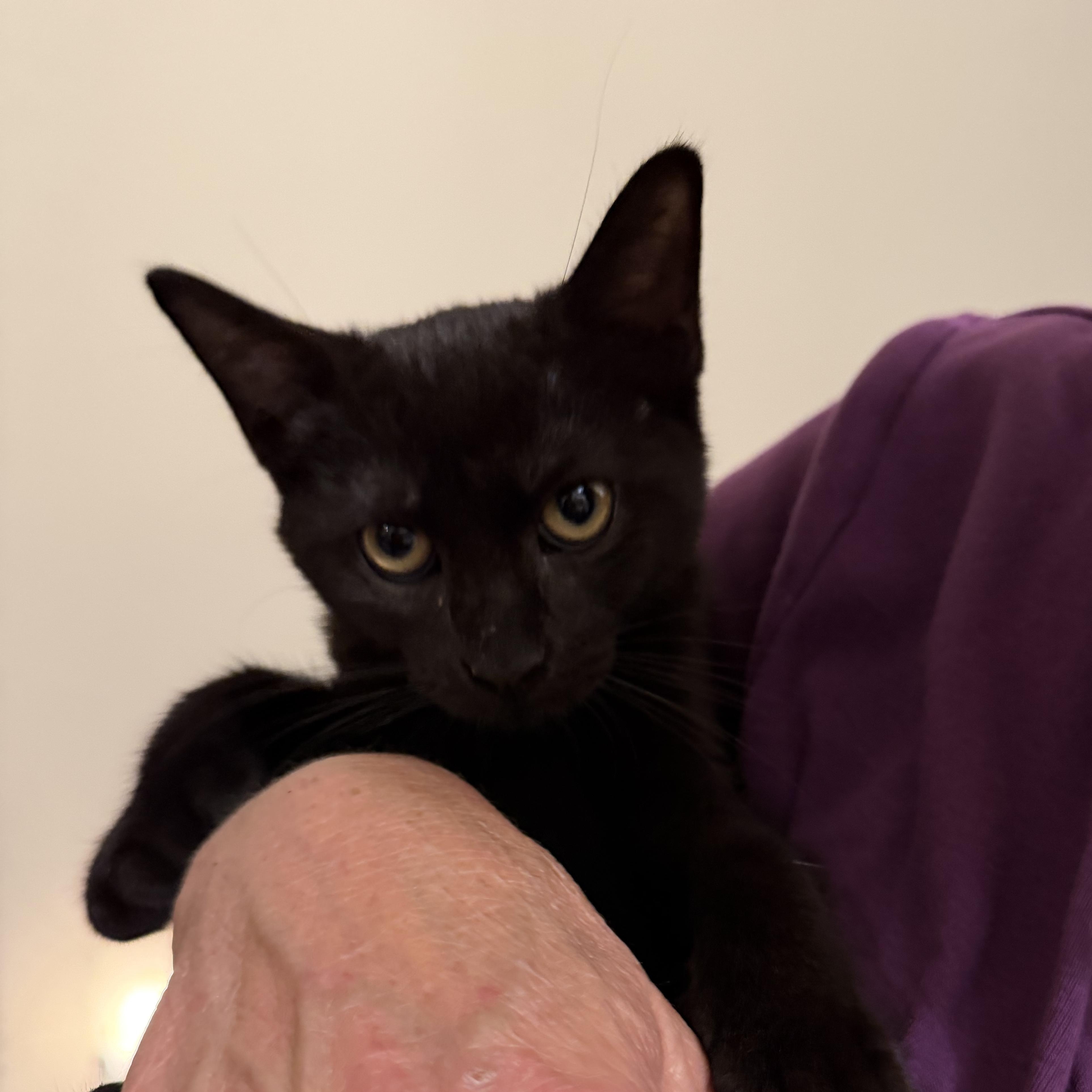 Enlarge Luna Lovegood, a Adoptable Domestic Short Hair in Brentwood, NY image 2/5