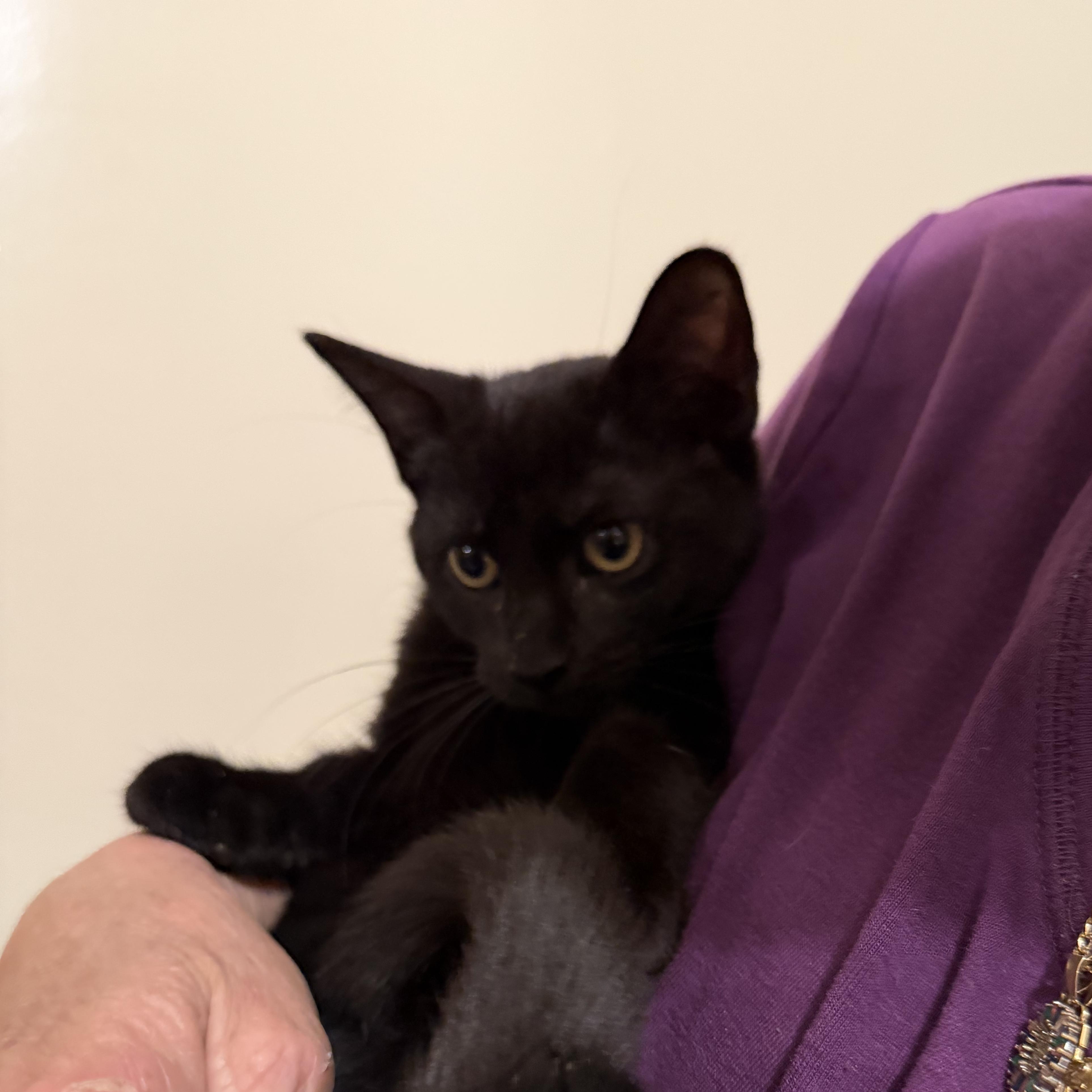 Enlarge Luna Lovegood, a Adoptable Domestic Short Hair in Brentwood, NY image 5/5