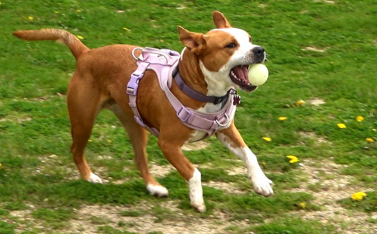 Phoenix, a ADOPTABLE mixed breed in Oregon, WI image 2/6