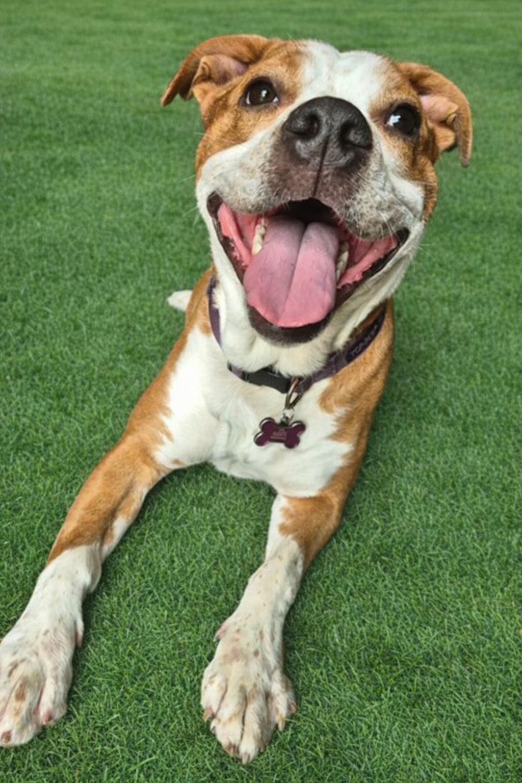 Phoenix, ADOPTABLE, Young Female American Staffordshire Terrier.