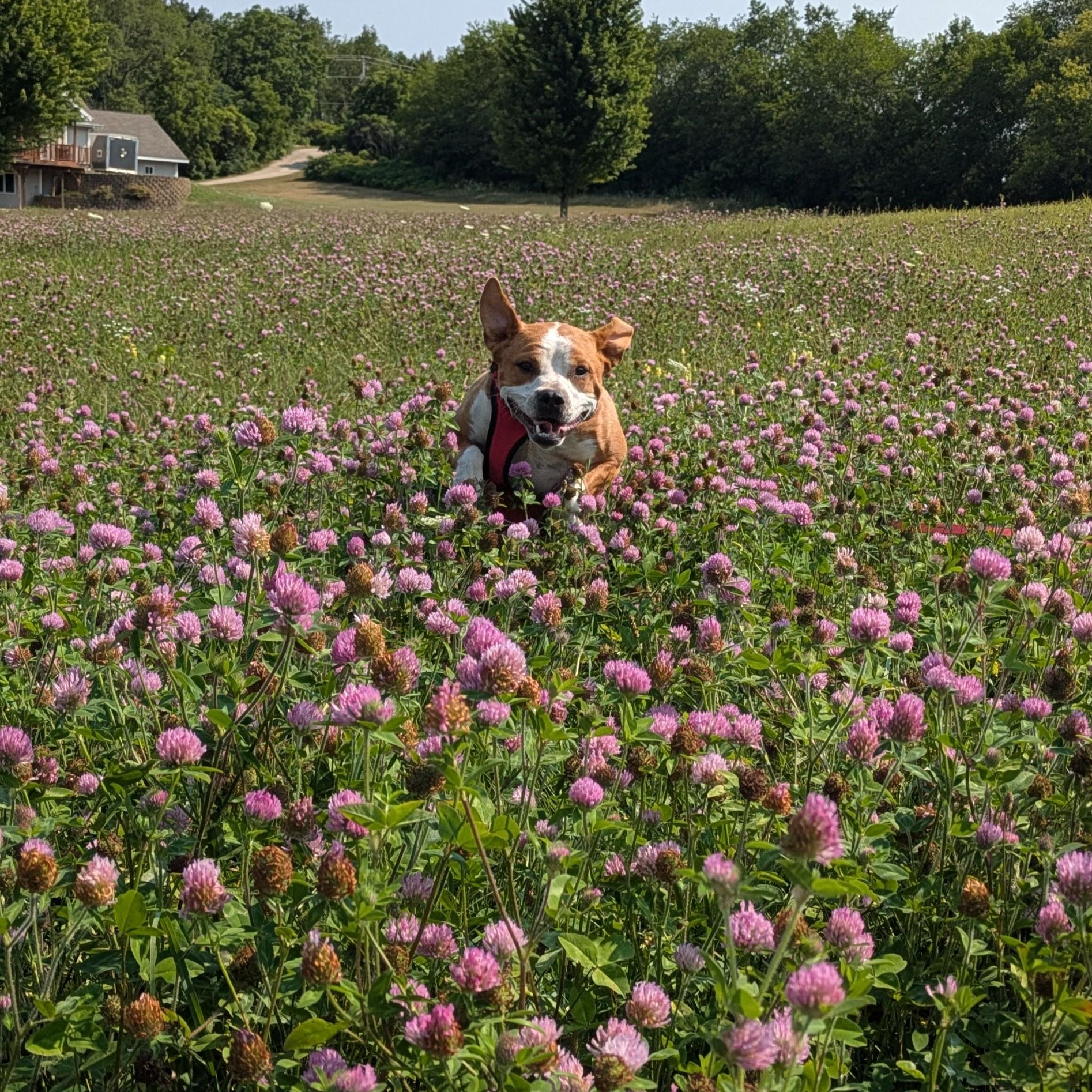 Enlarge Phoenix, a ADOPTABLE mixed breed in Oregon, WI image 2/6