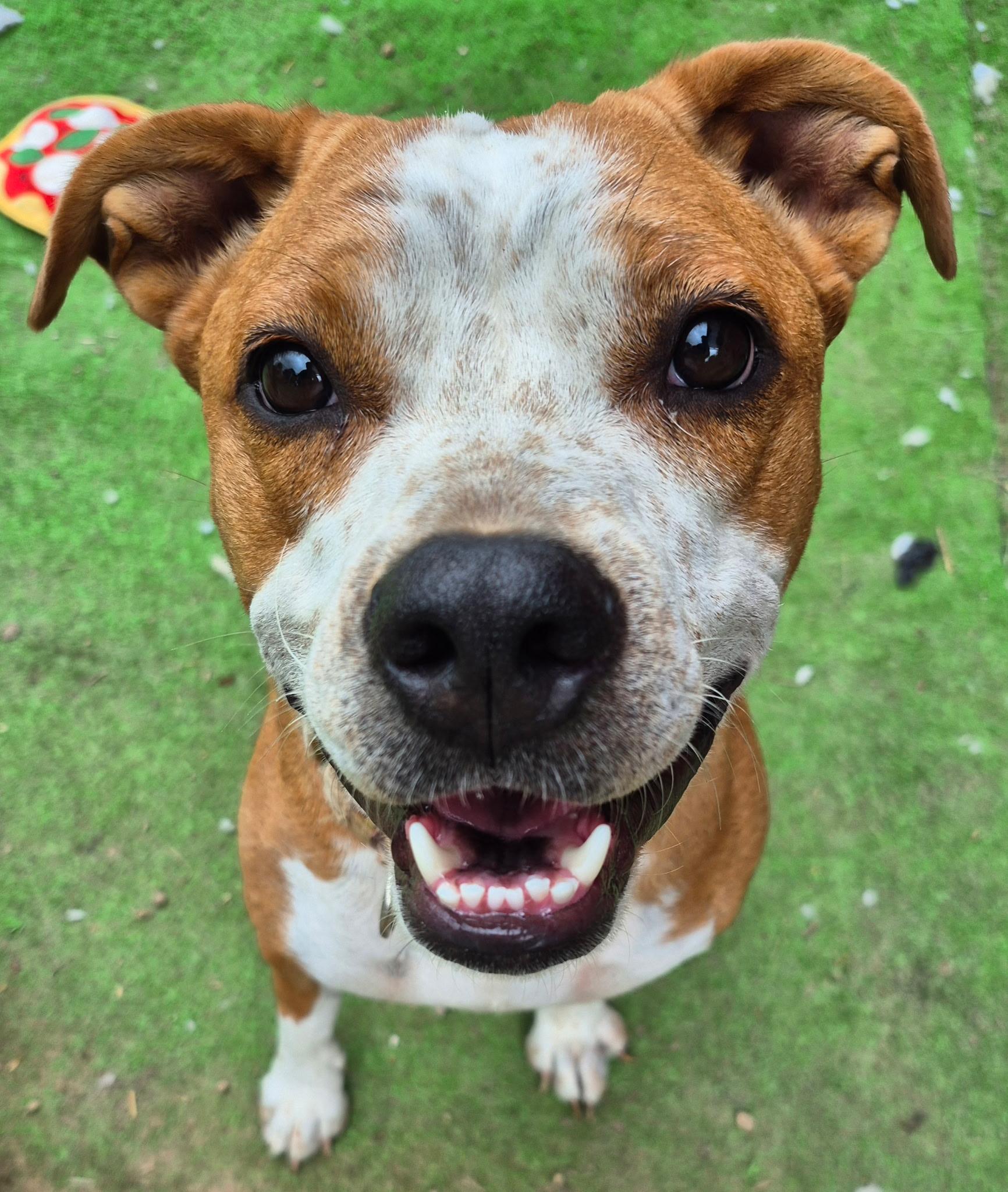 Phoenix, ADOPTABLE, Young Female American Staffordshire Terrier.