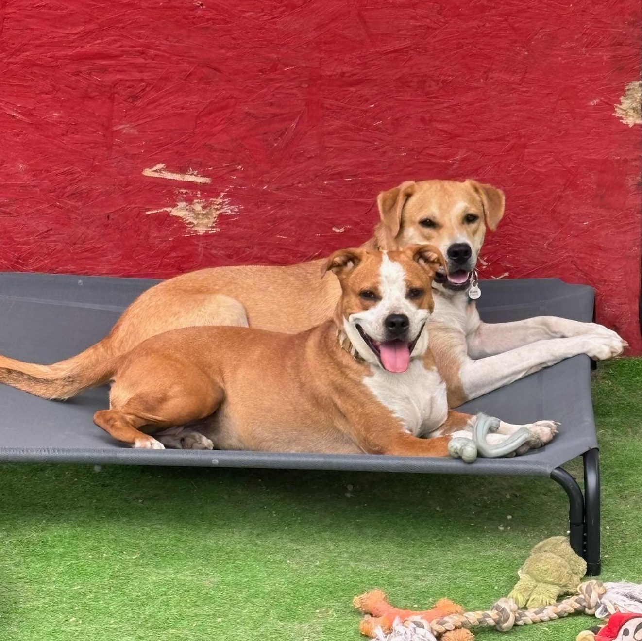 Enlarge Phoenix, a ADOPTABLE mixed breed in Oregon, WI image 6/6