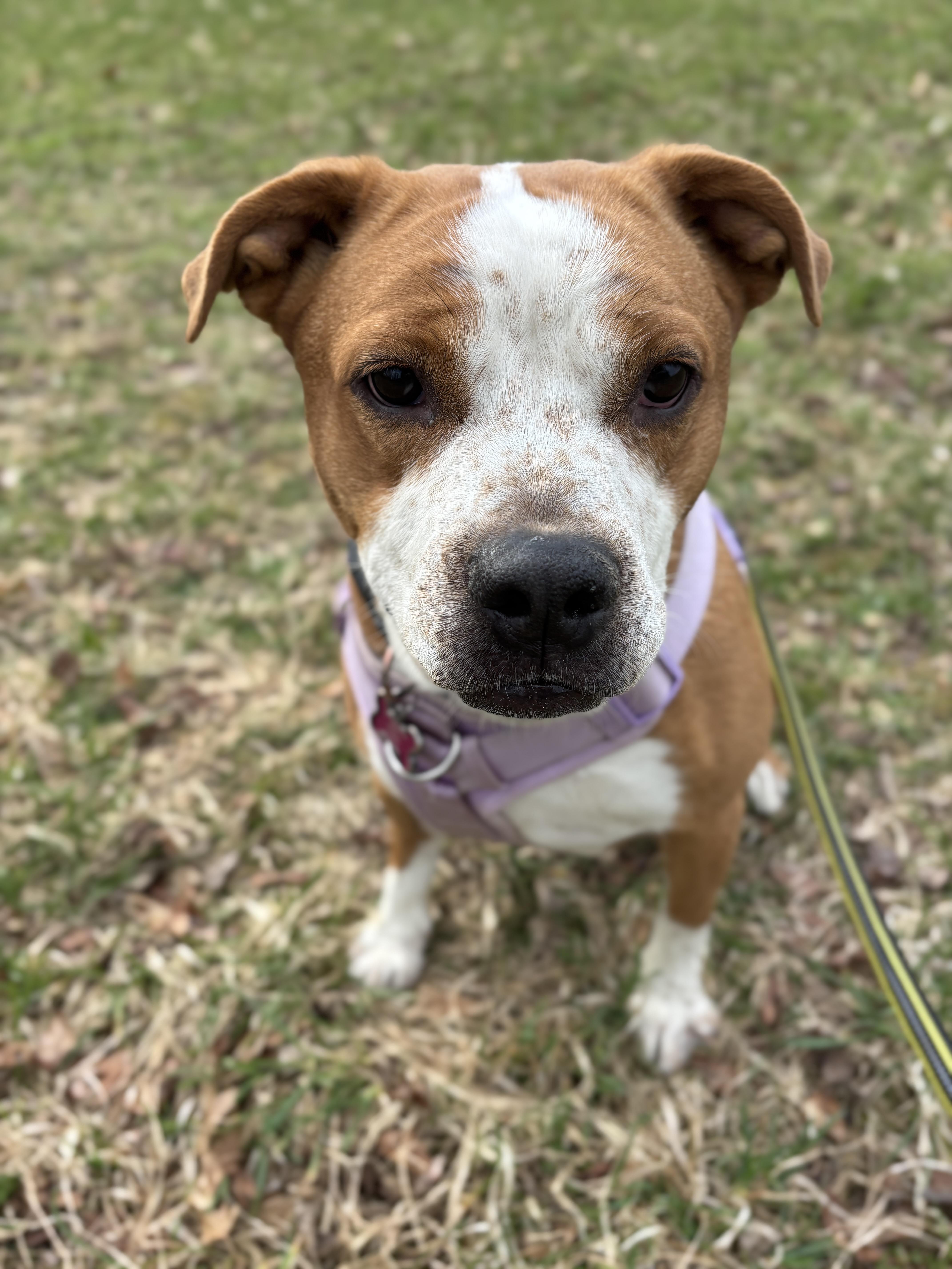 Phoenix, a ADOPTABLE mixed breed in Oregon, WI image 6/6