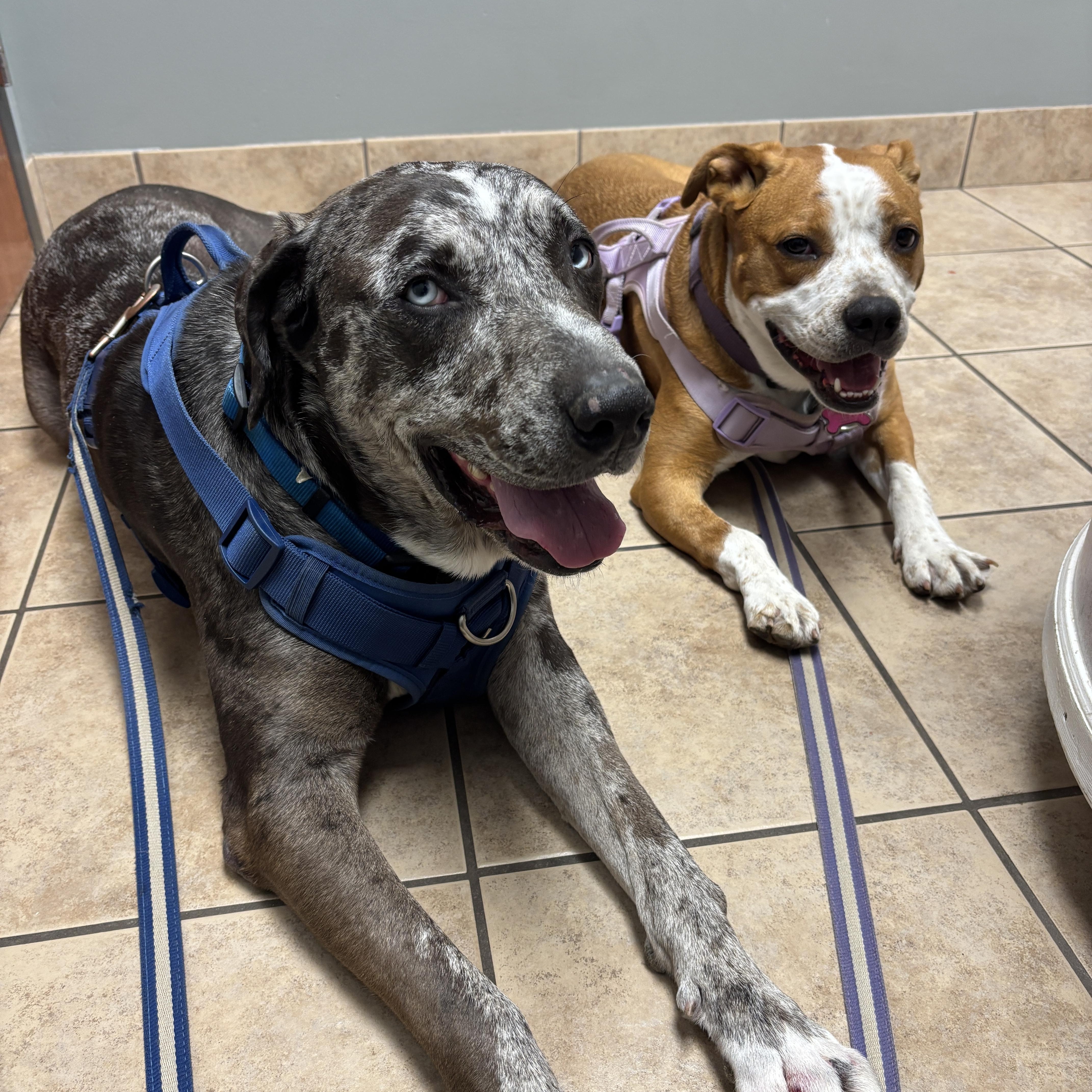 Phoenix, a ADOPTABLE mixed breed in Oregon, WI image 5/6