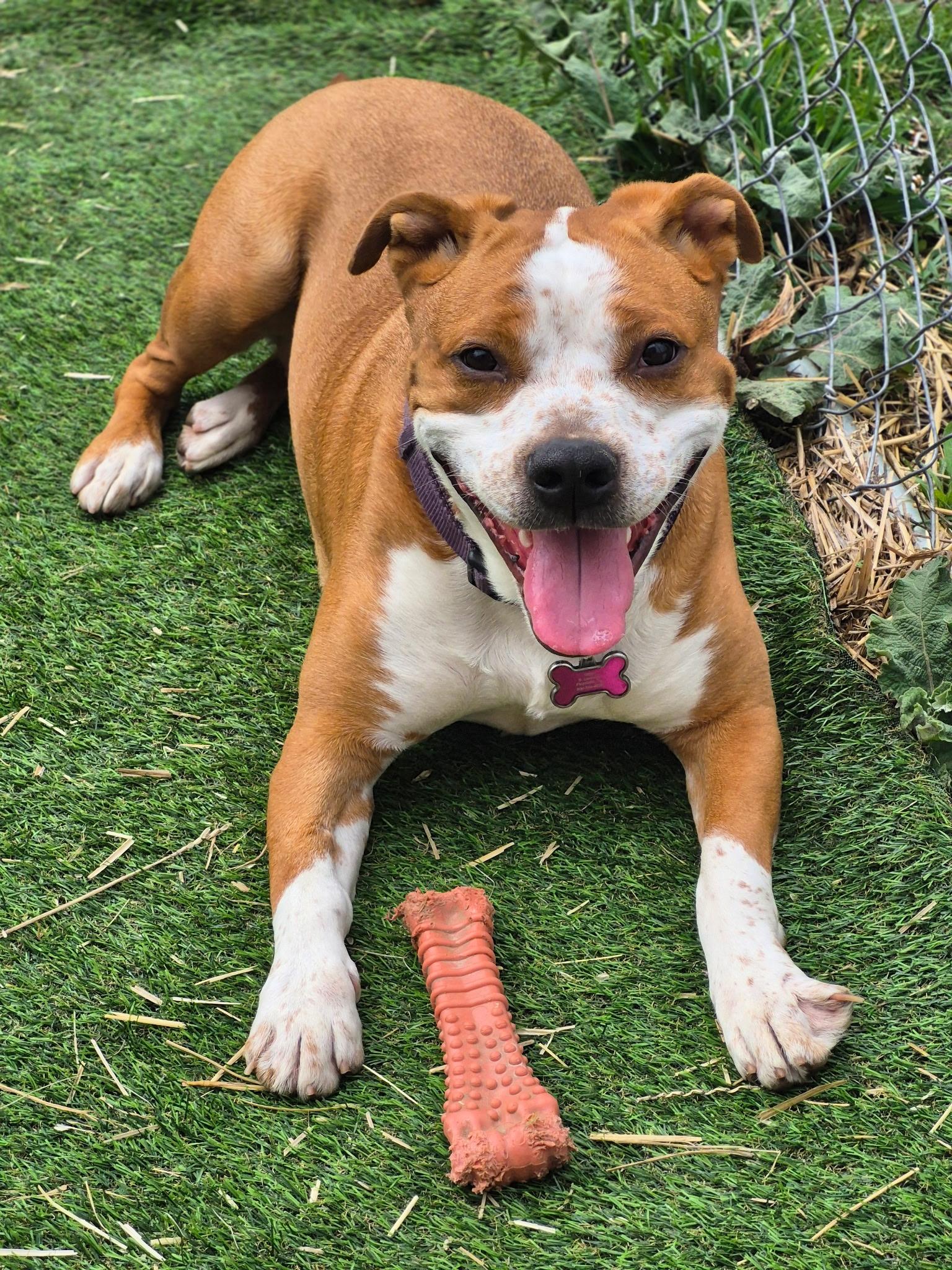 Phoenix, a ADOPTABLE mixed breed in Oregon, WI image 4/6