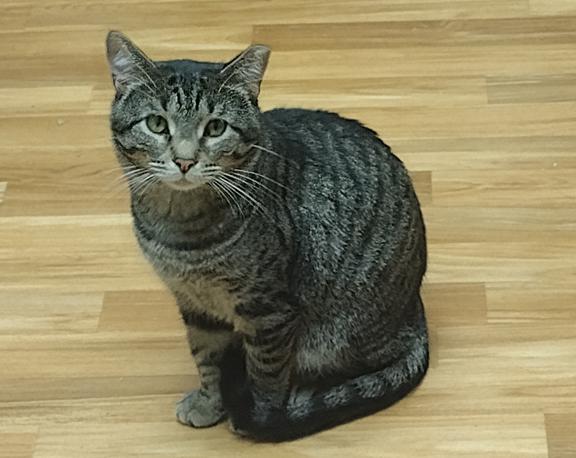 Enlarge Leo, a ADOPTABLE mixed breed in Schaumburg, IL image 1/6