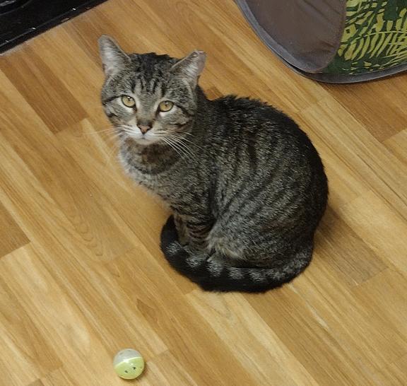 Leo, ADOPTABLE, Young Male Domestic Short Hair.