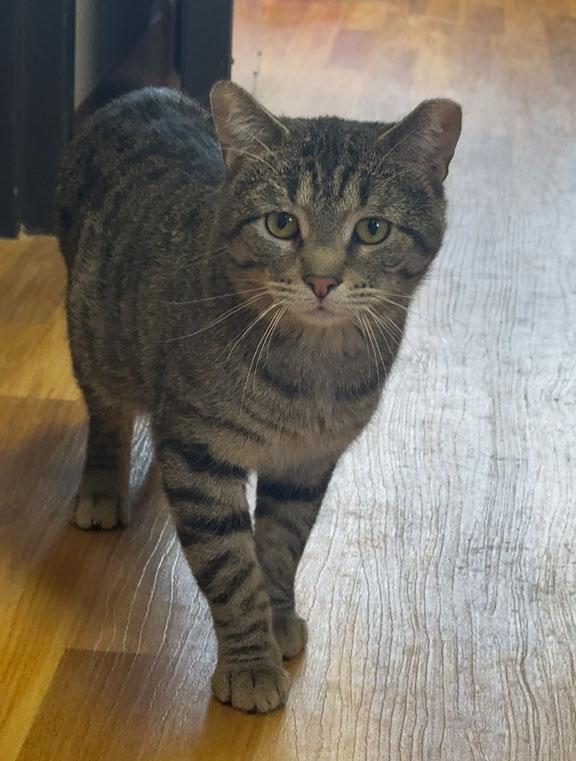 Leo, ADOPTABLE, Young Male Tabby & Domestic Short Hair.
