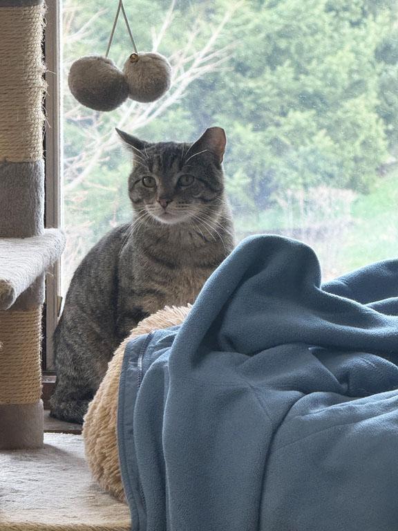 Enlarge Leo, a ADOPTABLE mixed breed in Schaumburg, IL image 2/5