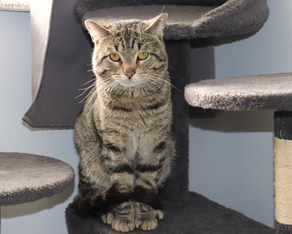 Leo, ADOPTABLE, Young Male Tabby & Domestic Short Hair.