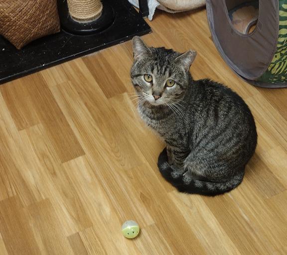 Enlarge Leo, a ADOPTABLE Domestic Short Hair in Schaumburg, IL image 2/2