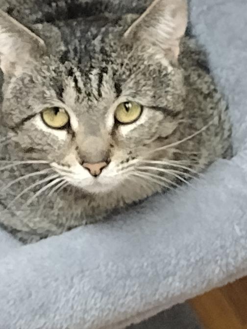 Enlarge Leo, a ADOPTABLE mixed breed in Schaumburg, IL image 1/4