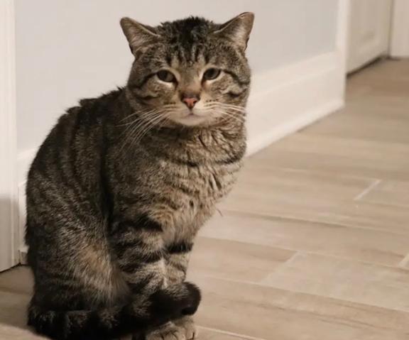 Enlarge Leo, a ADOPTABLE mixed breed in Schaumburg, IL image 3/4