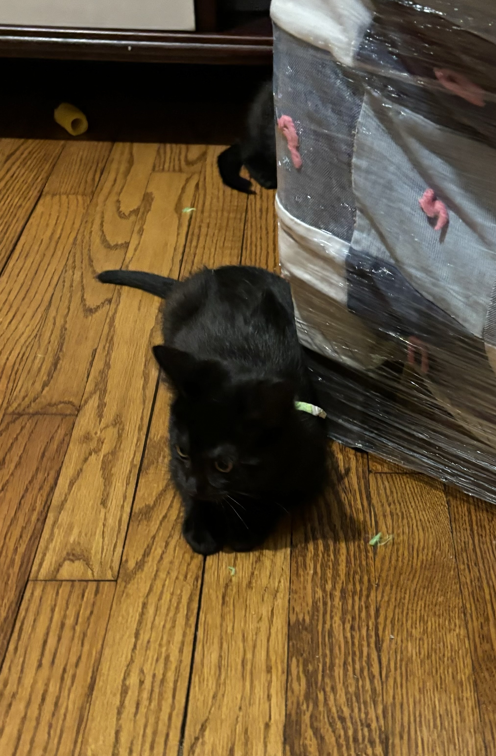 Cat for adoption Casper, a Domestic Short Hair in Mineral Point, WI