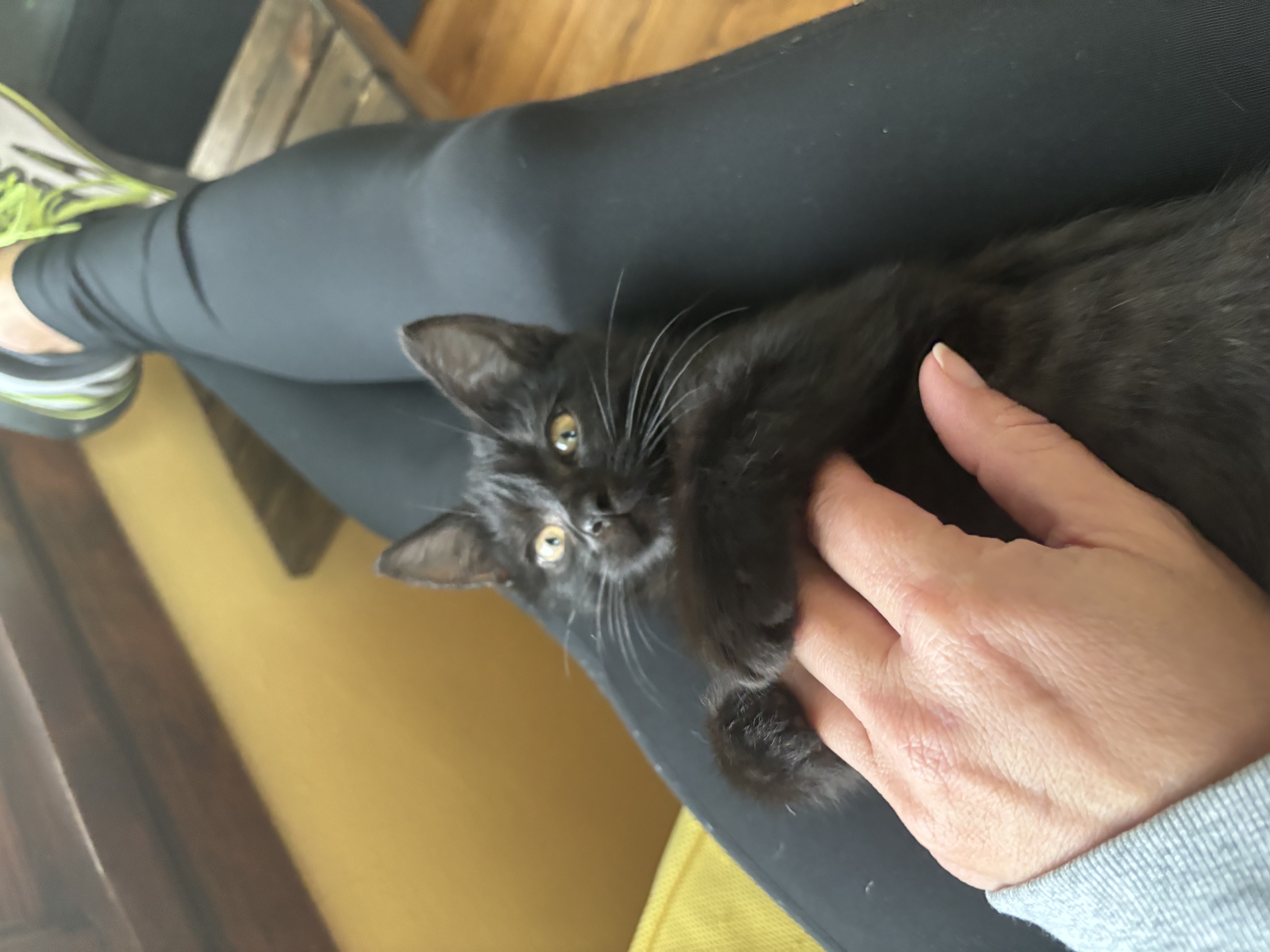 Cat for adoption Casper, a Domestic Short Hair in Mineral Point, WI