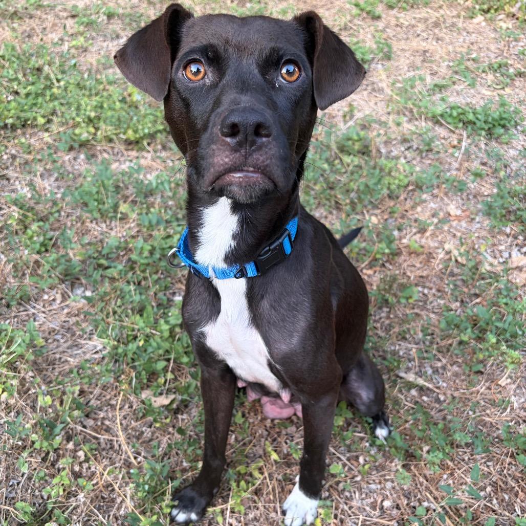 Mrs. Pickles, Adoptable, Adult Female Mixed Breed & Terrier.