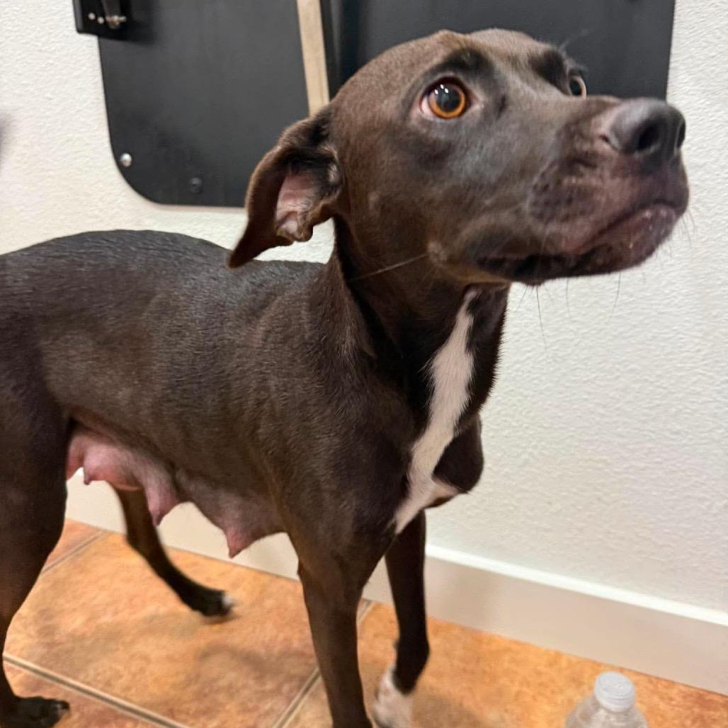 Mrs. Pickles, a Adoptable mixed breed in Kerrville, TX image 2/4