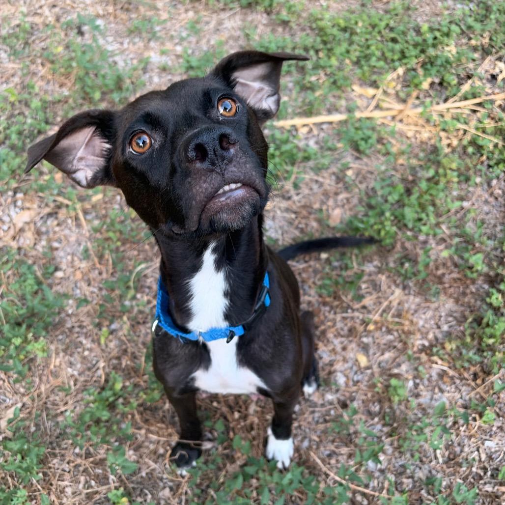 Mrs. Pickles, a Adoptable mixed breed in Kerrville, TX image 3/4