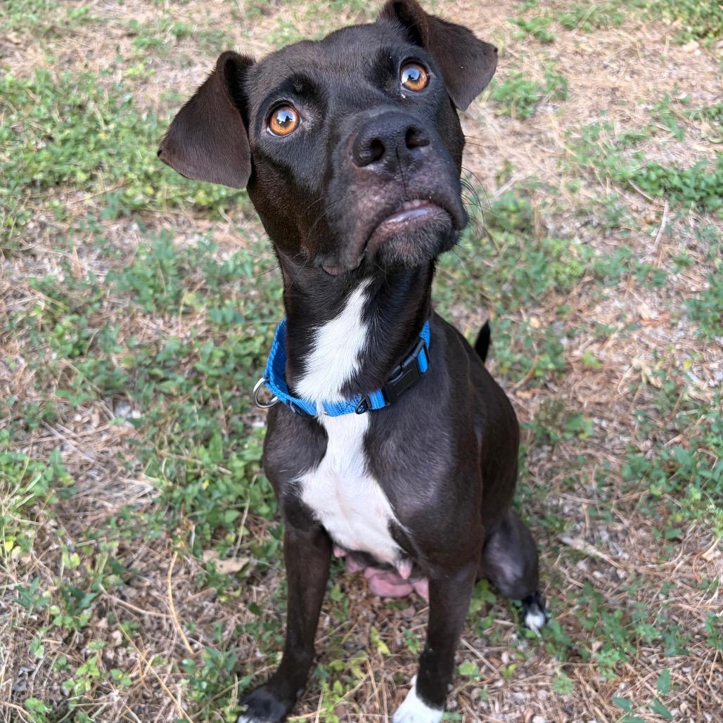 Mrs. Pickles, a Adoptable mixed breed in Kerrville, TX image 4/4