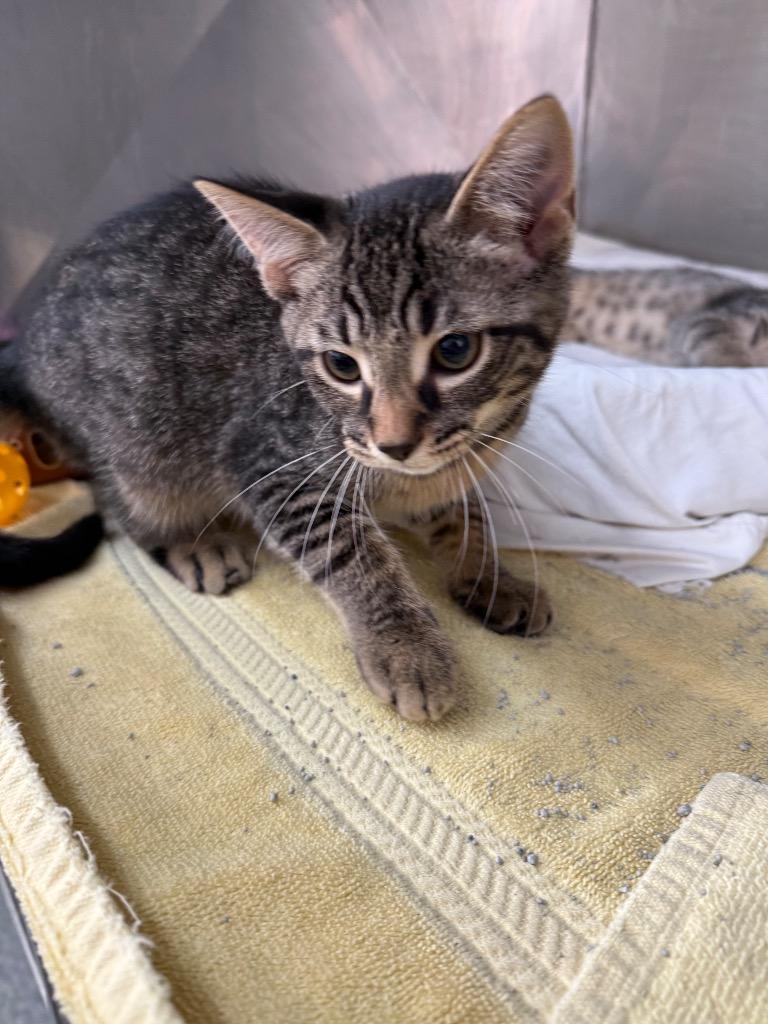 Rumor, Adoptable, Kitten Male Domestic Short Hair.