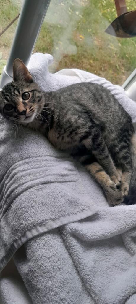 Enlarge Rumor, a Adoptable mixed breed in Syracuse, IN image 3/4