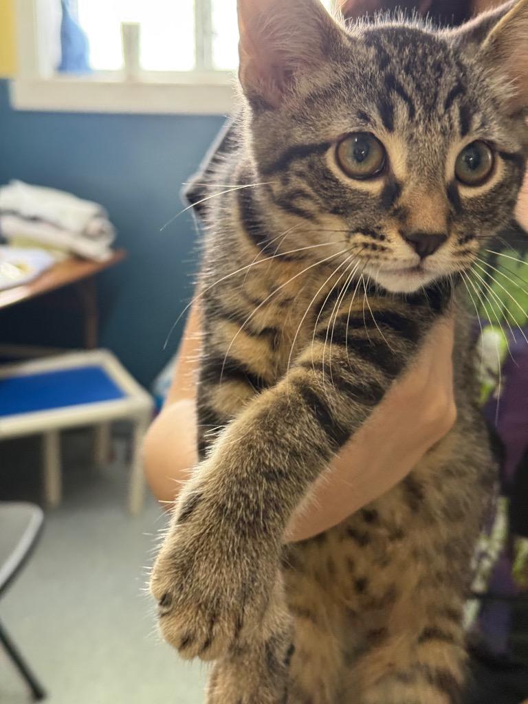 Enlarge Rumor, a Adoptable mixed breed in Syracuse, IN image 4/4