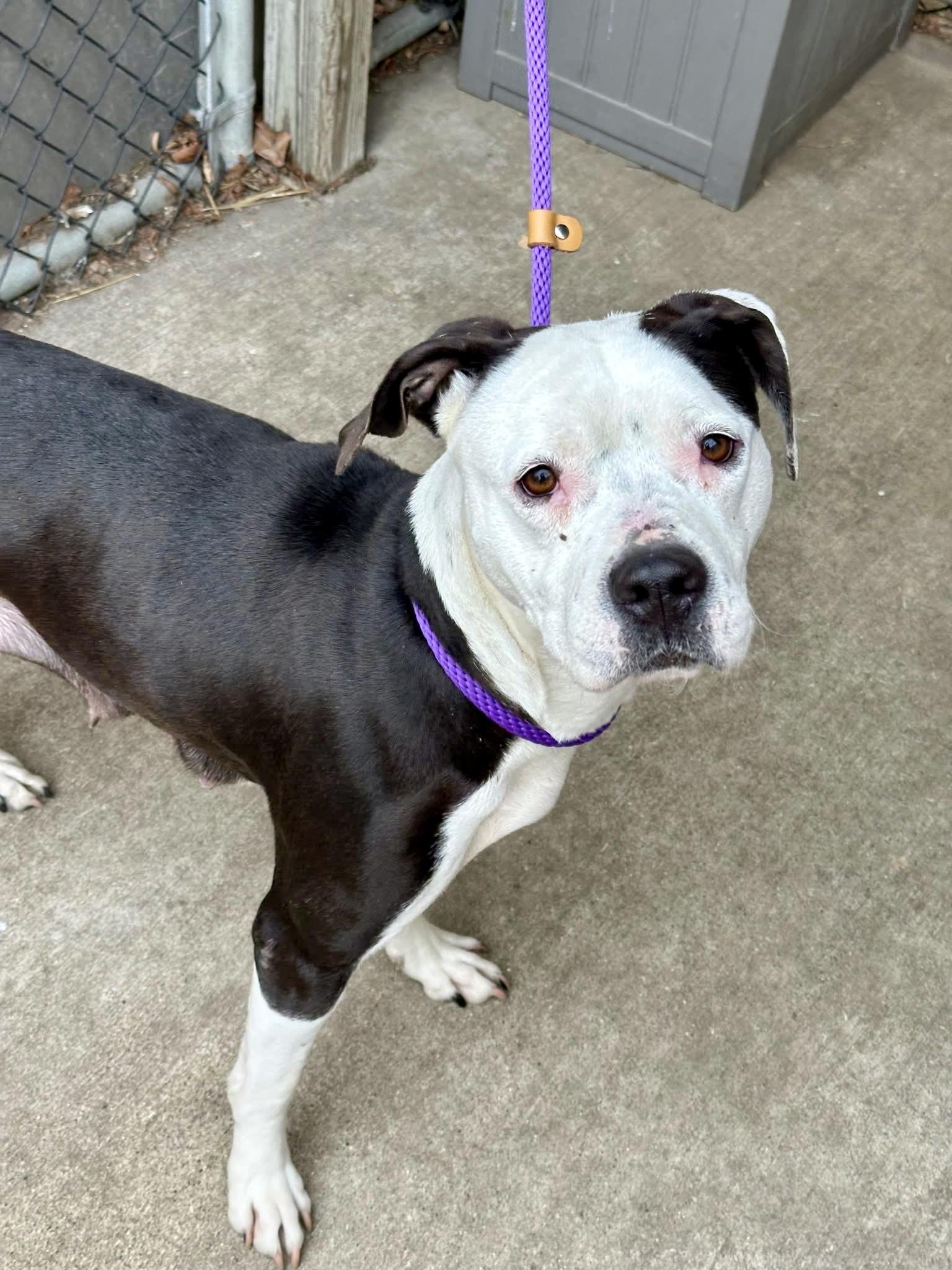 Enlarge Aqua, a ADOPTABLE Pit Bull Terrier in Chicago, IL image 2/5