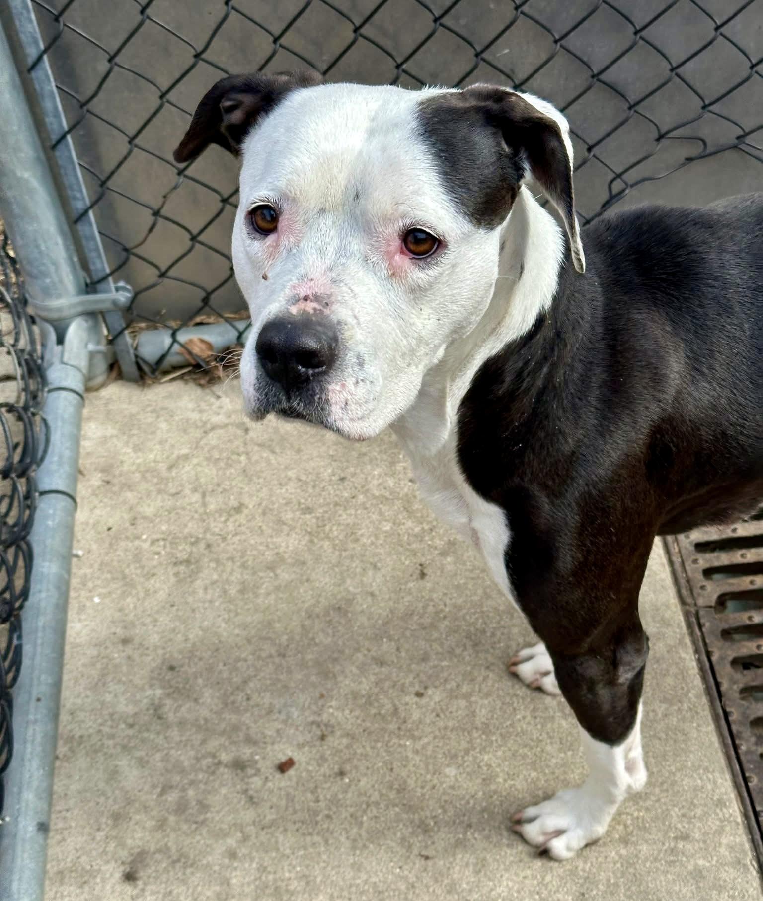 Enlarge Aqua, a ADOPTABLE Pit Bull Terrier in Chicago, IL image 4/5