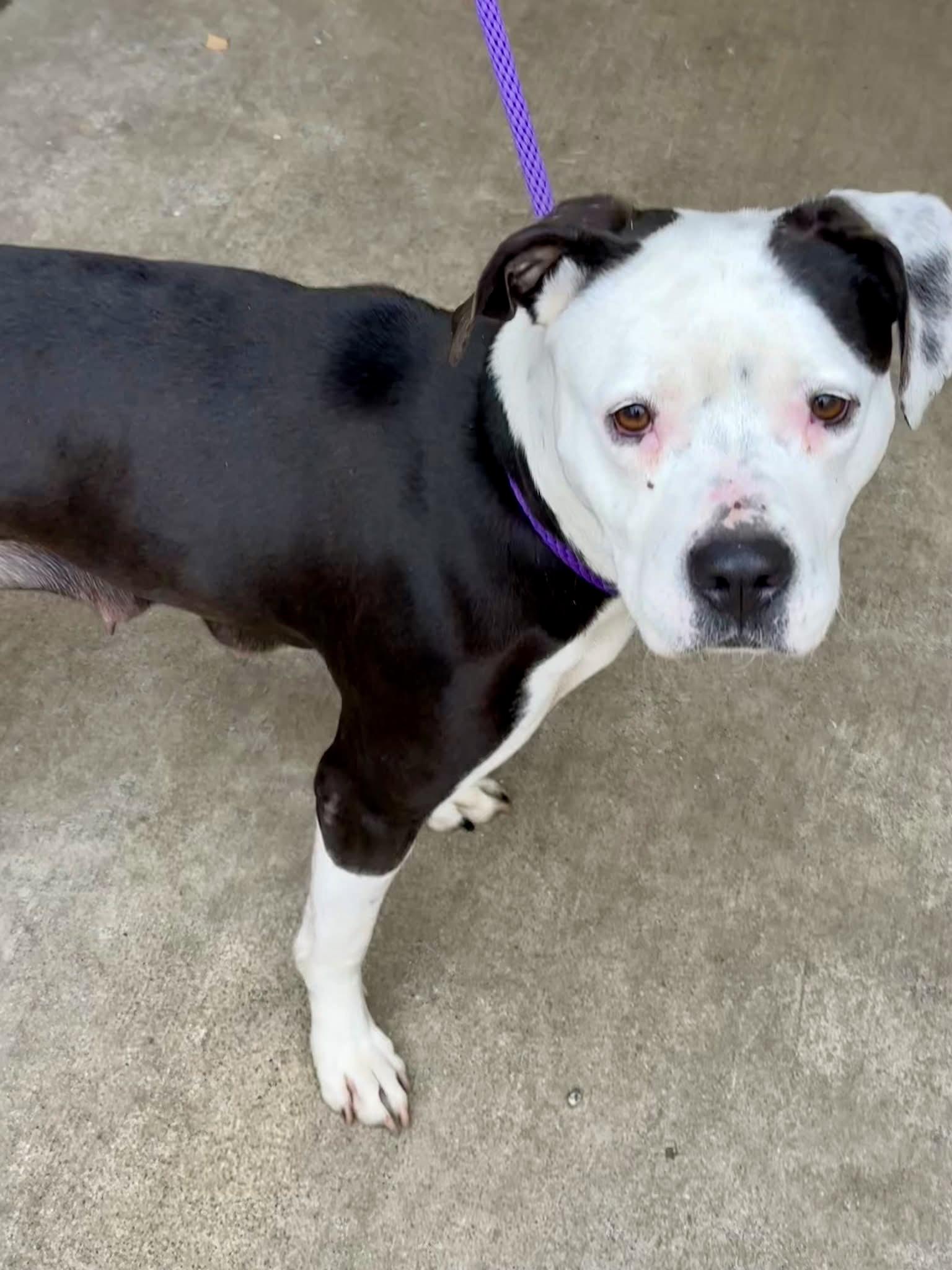 Enlarge Aqua, a ADOPTABLE Pit Bull Terrier in Chicago, IL image 3/5