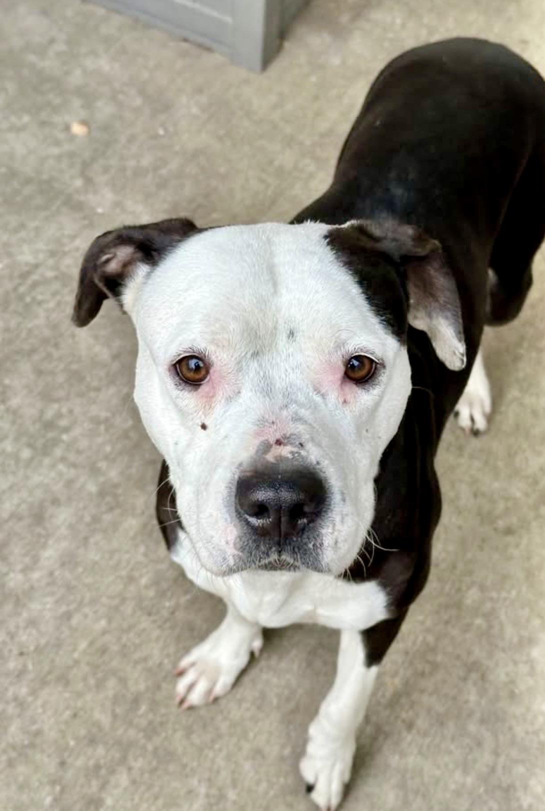 Aqua, ADOPTABLE, Adult Female Pit Bull Terrier.