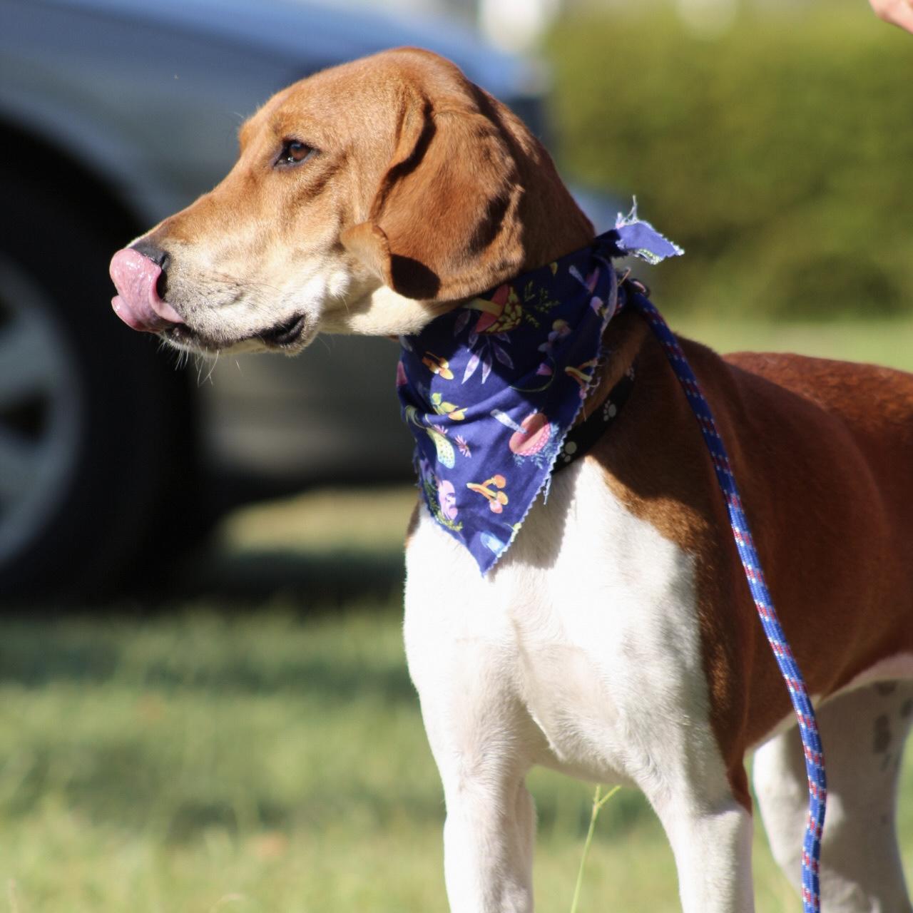 Enlarge Raytheon, a Adoptable mixed breed in Jamaica Plain, MA image 6/6