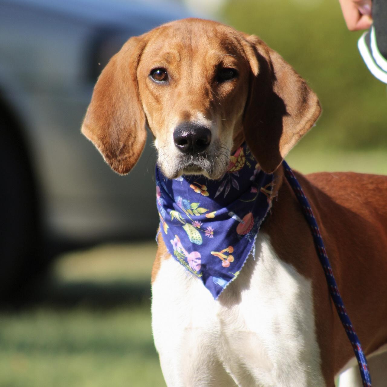 Enlarge Raytheon, a Adoptable mixed breed in Jamaica Plain, MA image 2/6