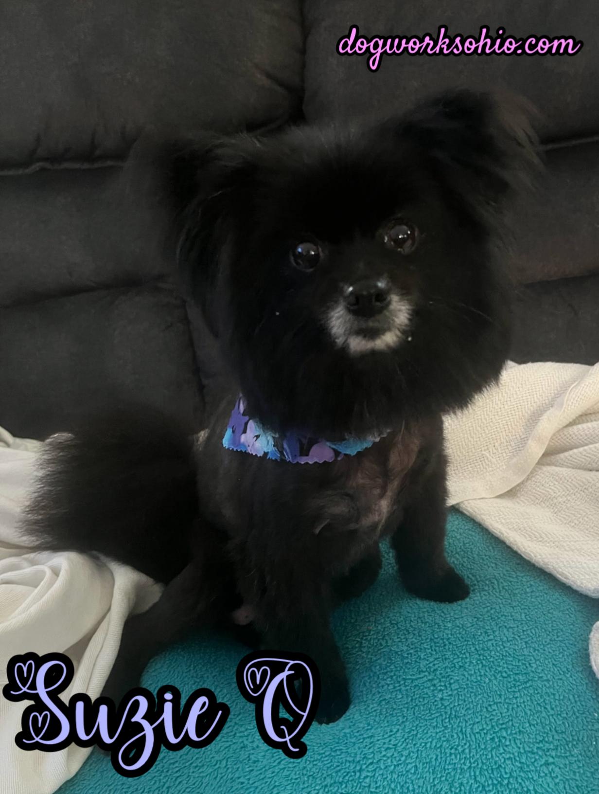 Enlarge Susie Q, a Adoptable Pomeranian in Toledo, OH image 1/1