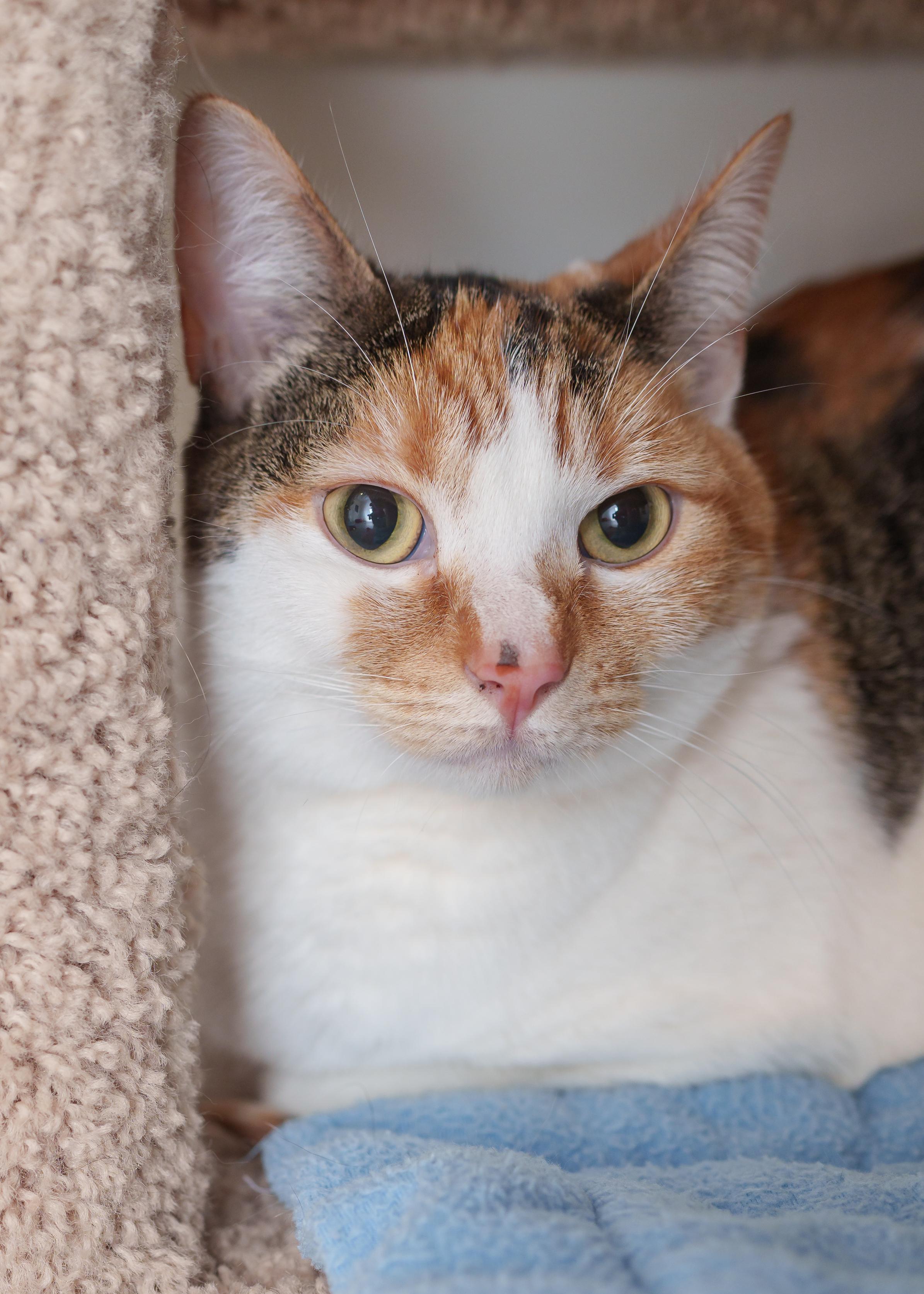 Dazzle, a ADOPTABLE Domestic Short Hair in Boise, ID image 4/6