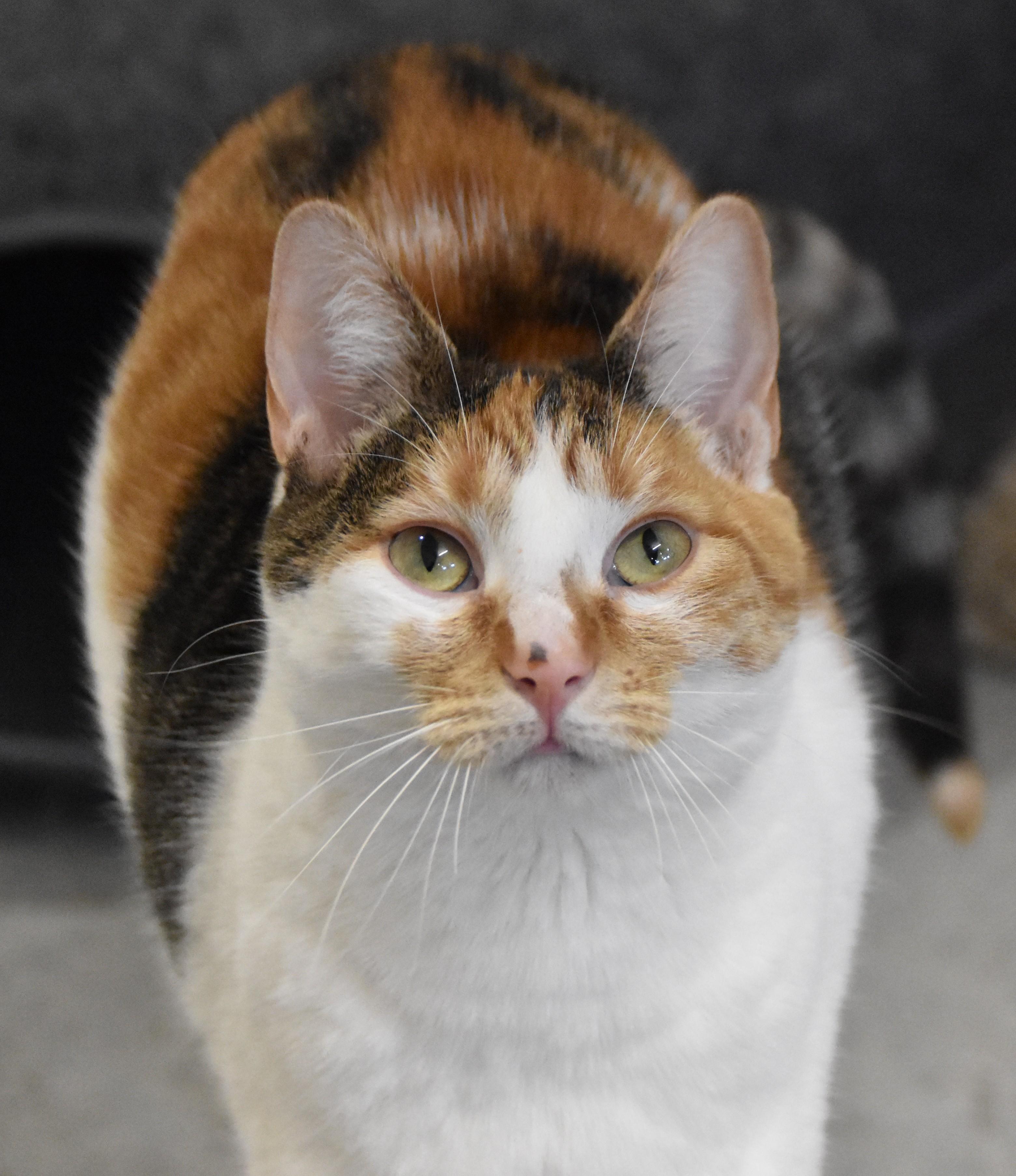 Dazzle, a ADOPTABLE Domestic Short Hair in Boise, ID image 2/6