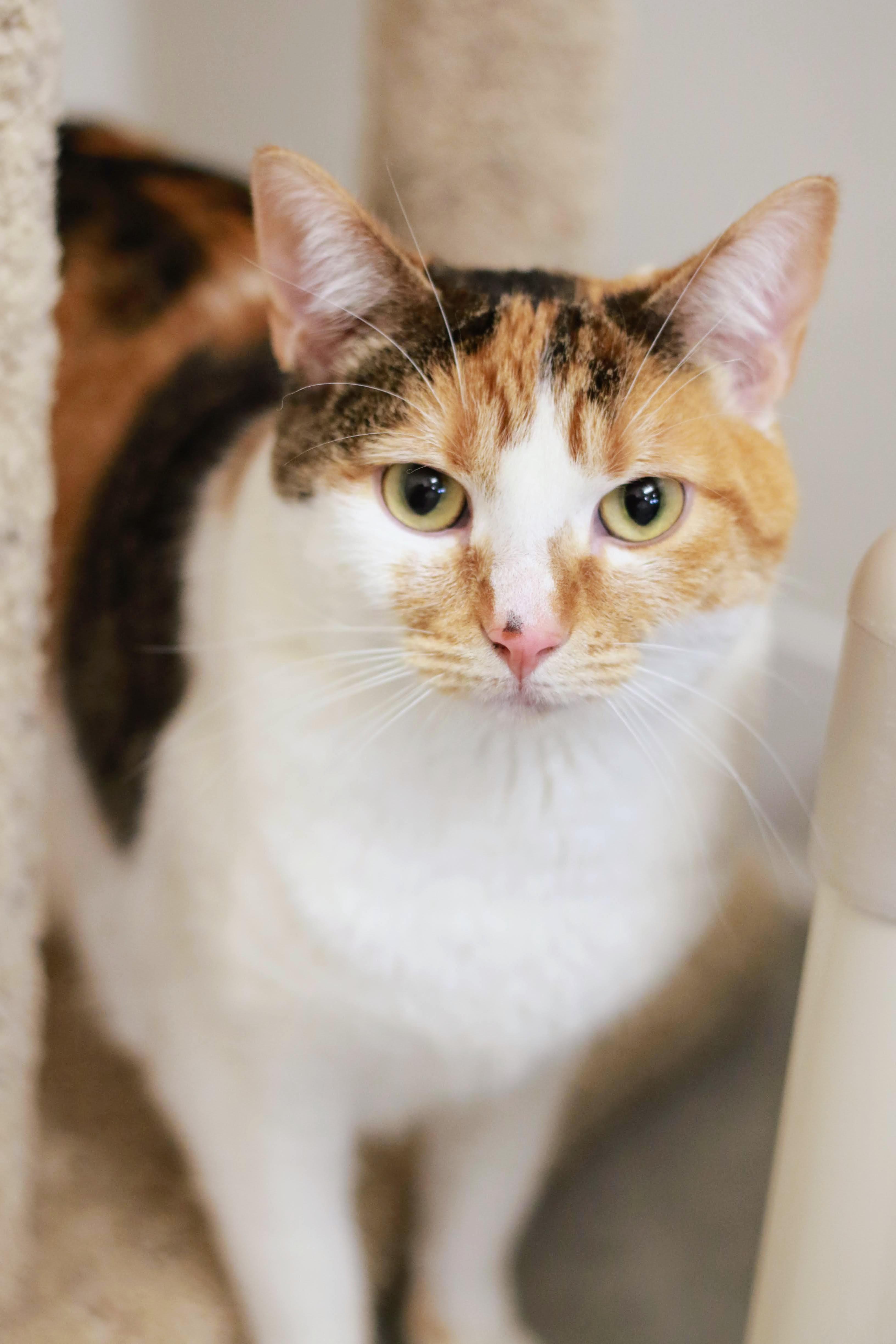 Dazzle, a ADOPTABLE Domestic Short Hair in Boise, ID image 3/6