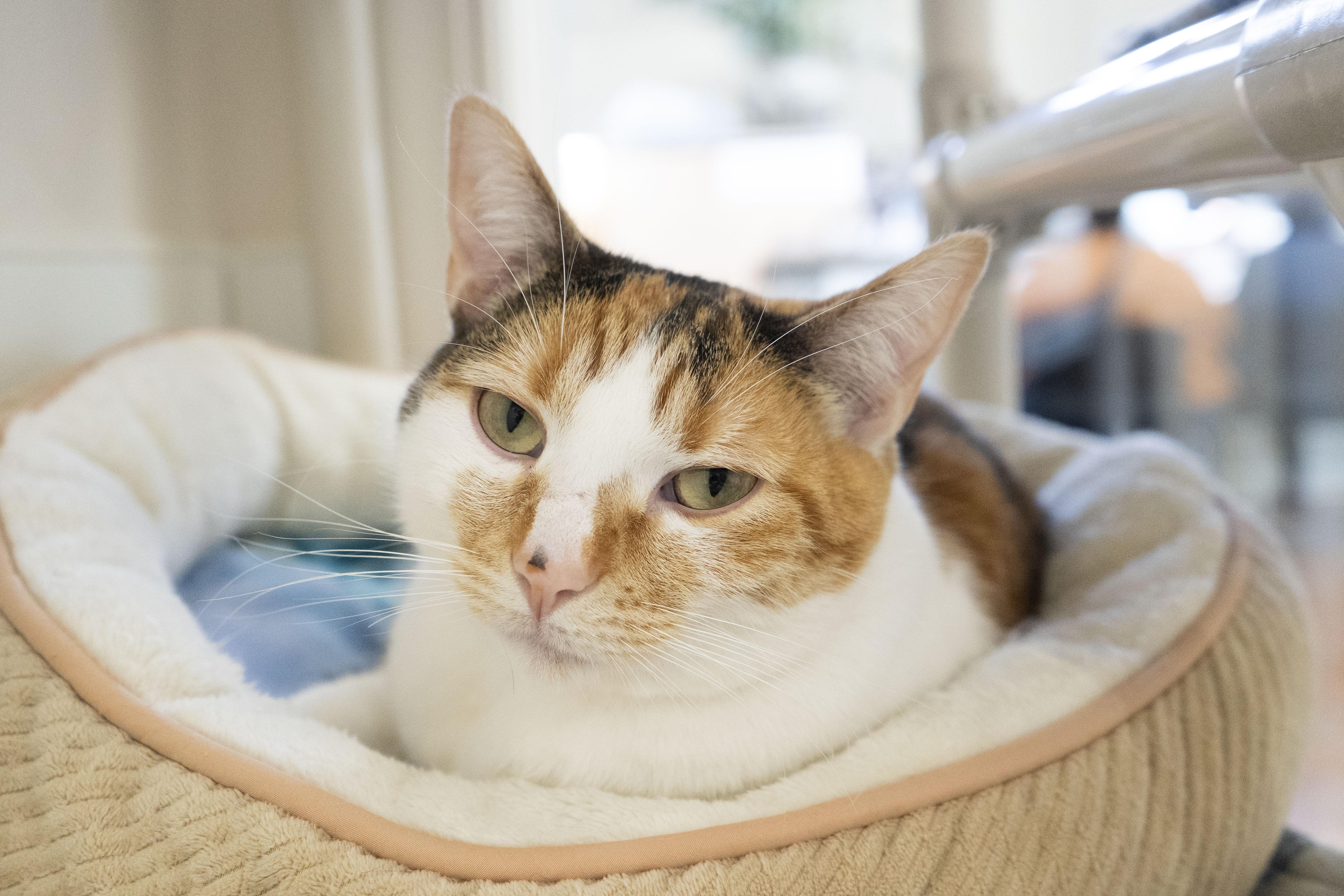 Dazzle, ADOPTABLE, Adult Female Domestic Short Hair.