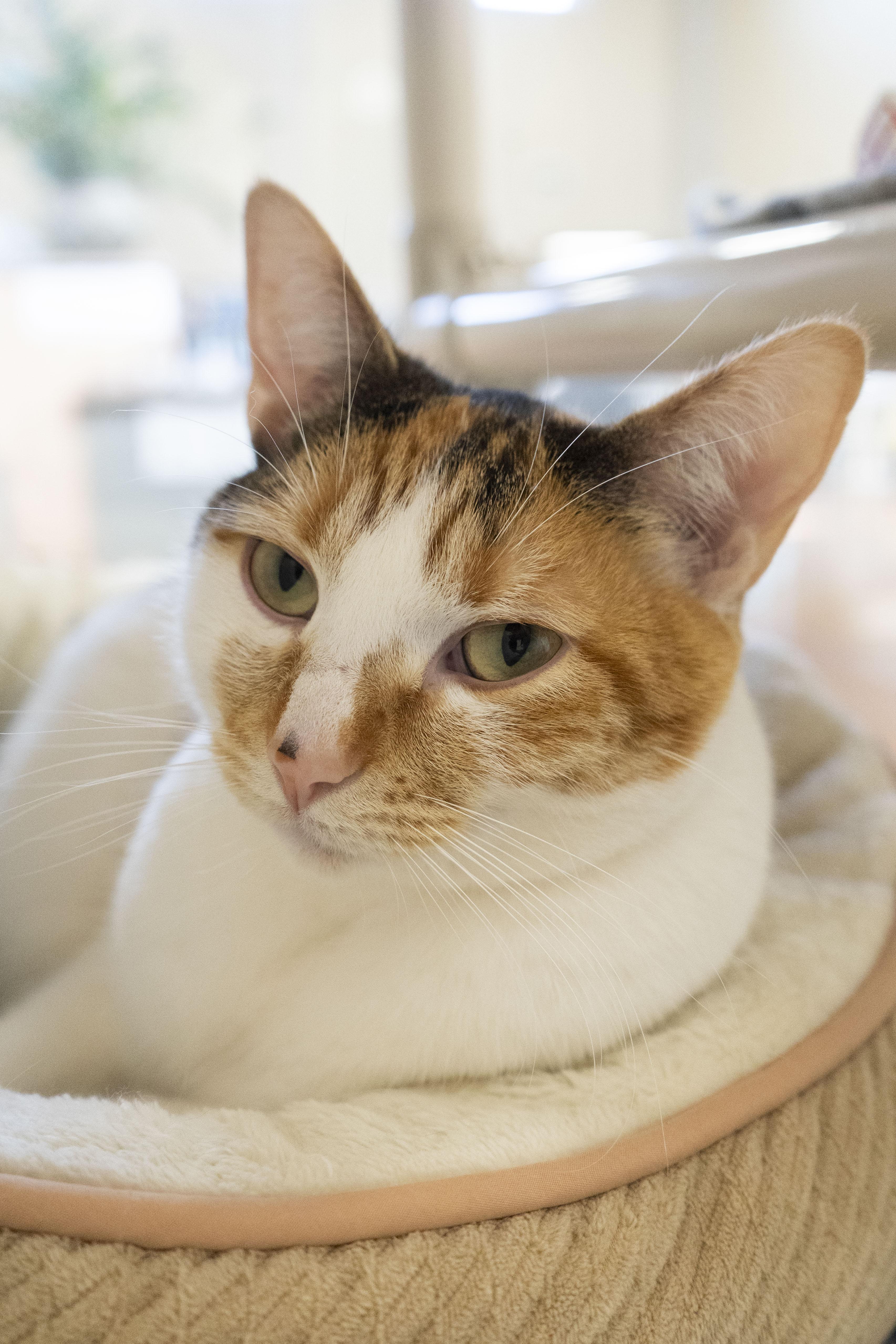 Dazzle, a ADOPTABLE Domestic Short Hair in Boise, ID image 5/6