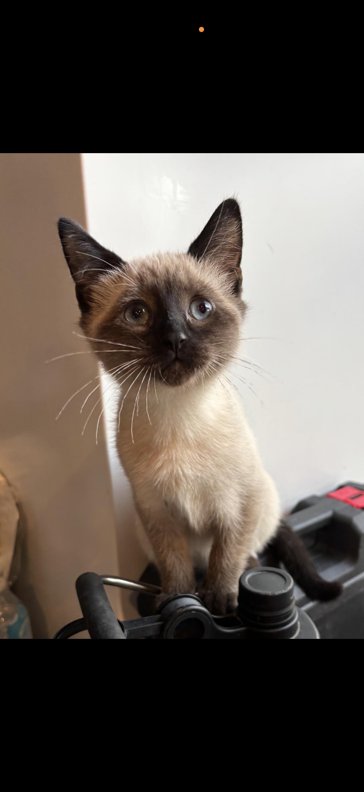 Eloise , an adopted mixed breed in Johnstown, NY image 4/4